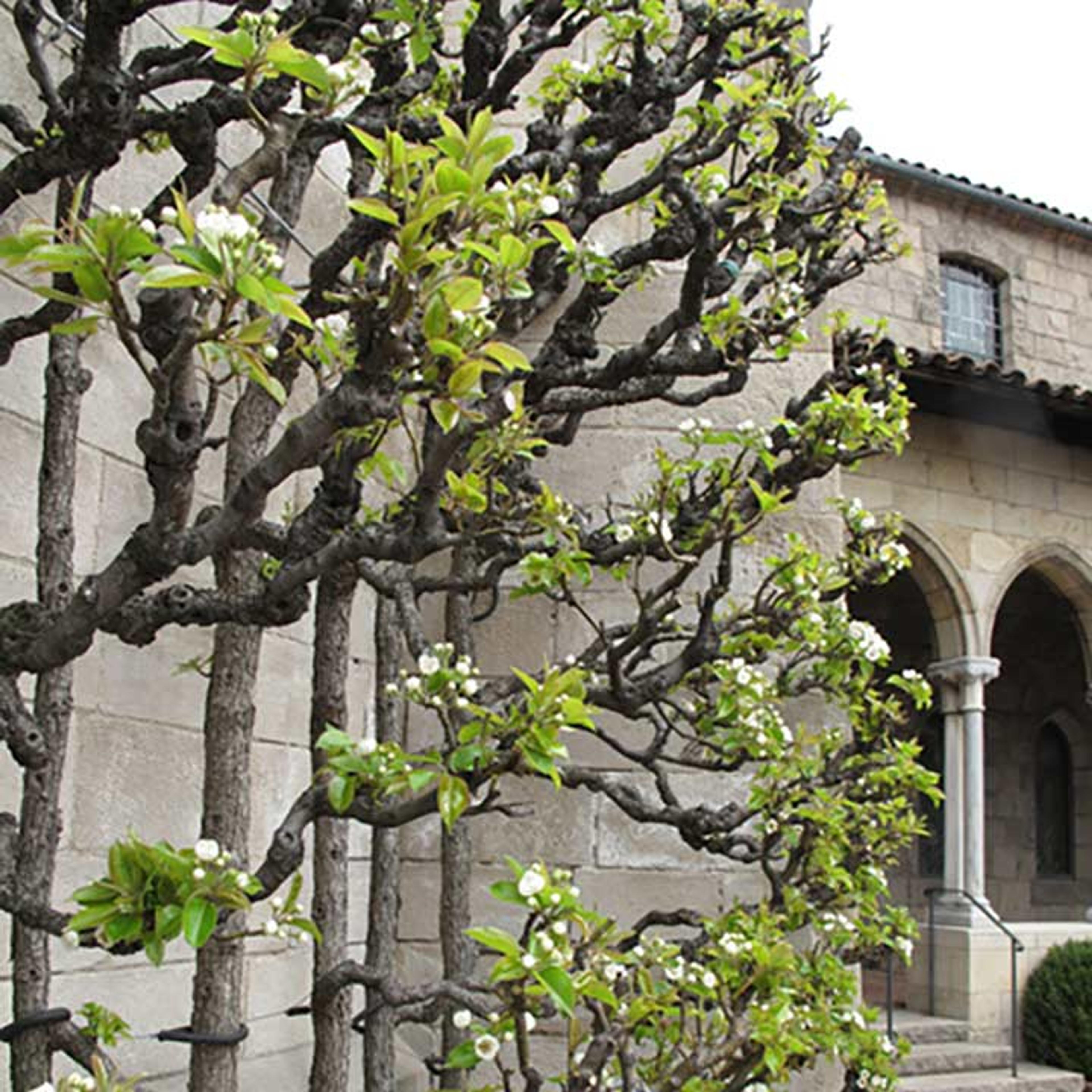 Pear tree at The Met Cloisters garden