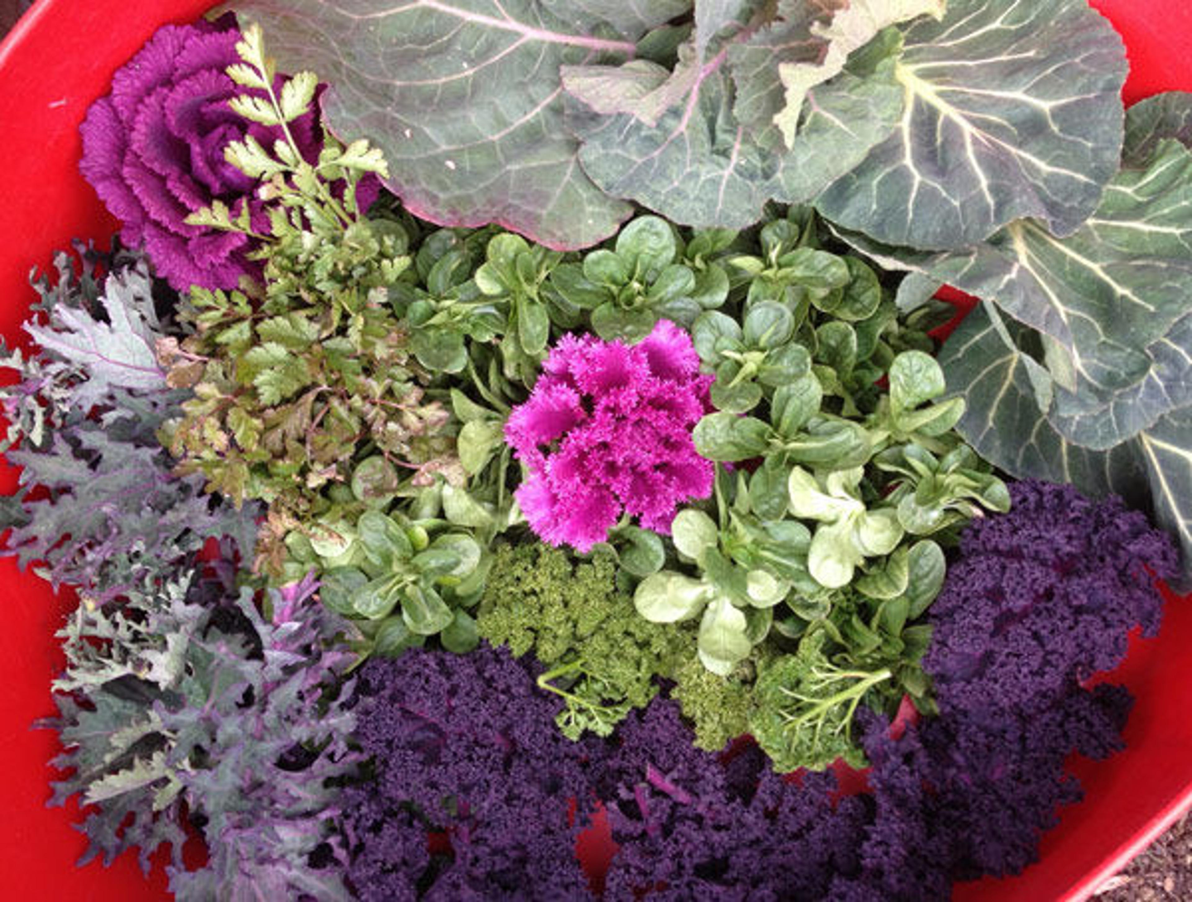 Leaves of the wild cabbage (Brassica oleracea) alongside curly kale, cilantro, parsley, and mache
