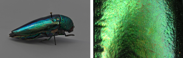 Painted with Beetles - The Metropolitan Museum of Art