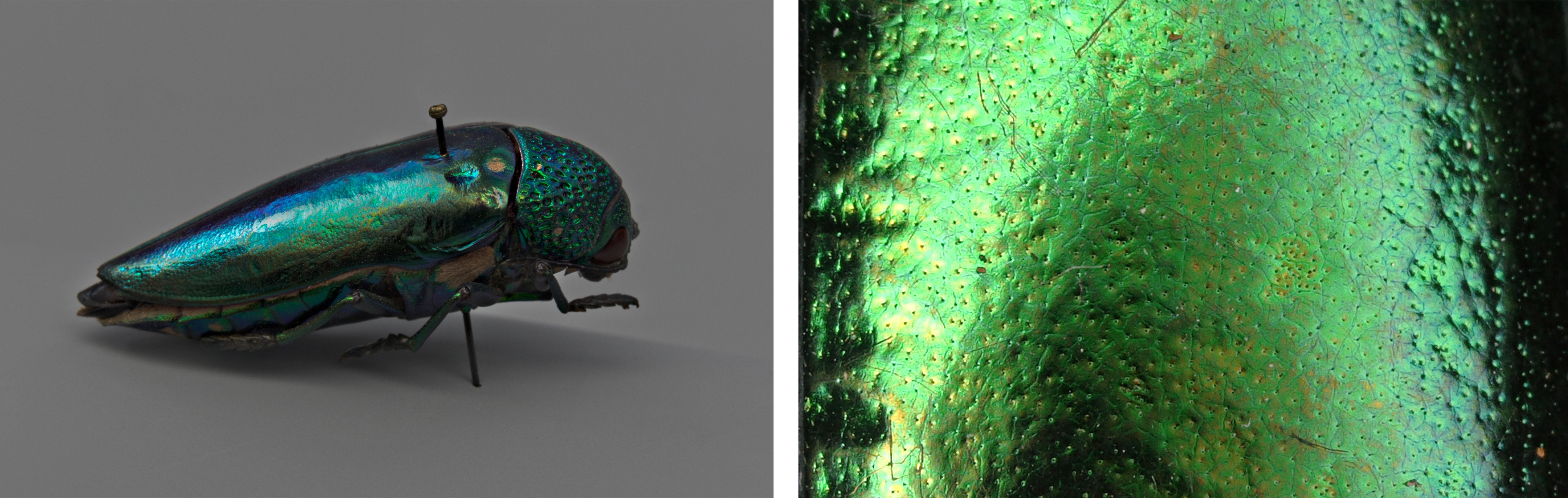 At left, the iridescent exoskeleton of a beetle, showing blue, green, and orange hues. At right, a close up of the elytron's shimmering greens