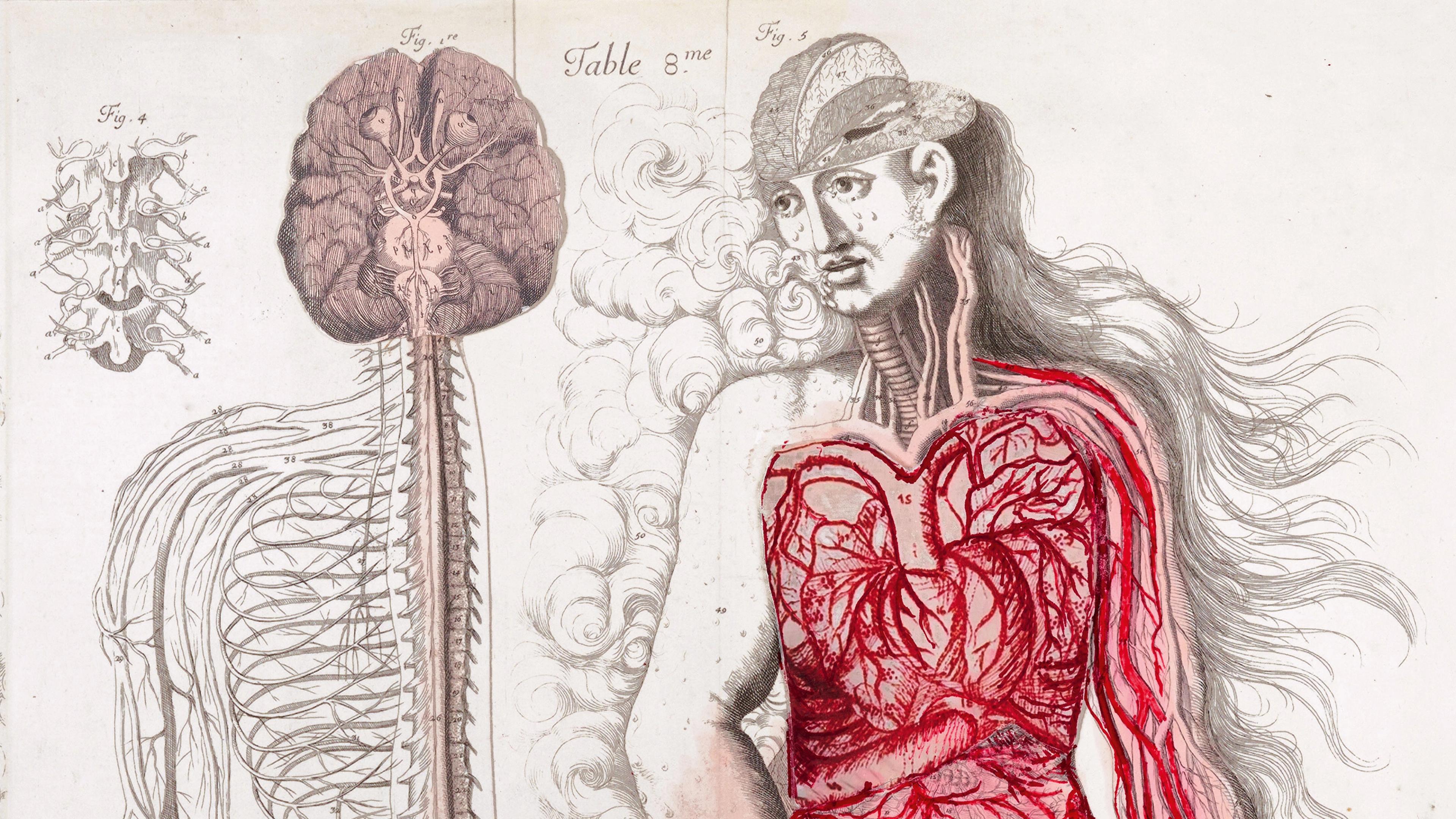 Anatomical illustration of a woman showing detailed digestive and nervous systems. Vivid reds highlight arteries, with a central image of nerves. 