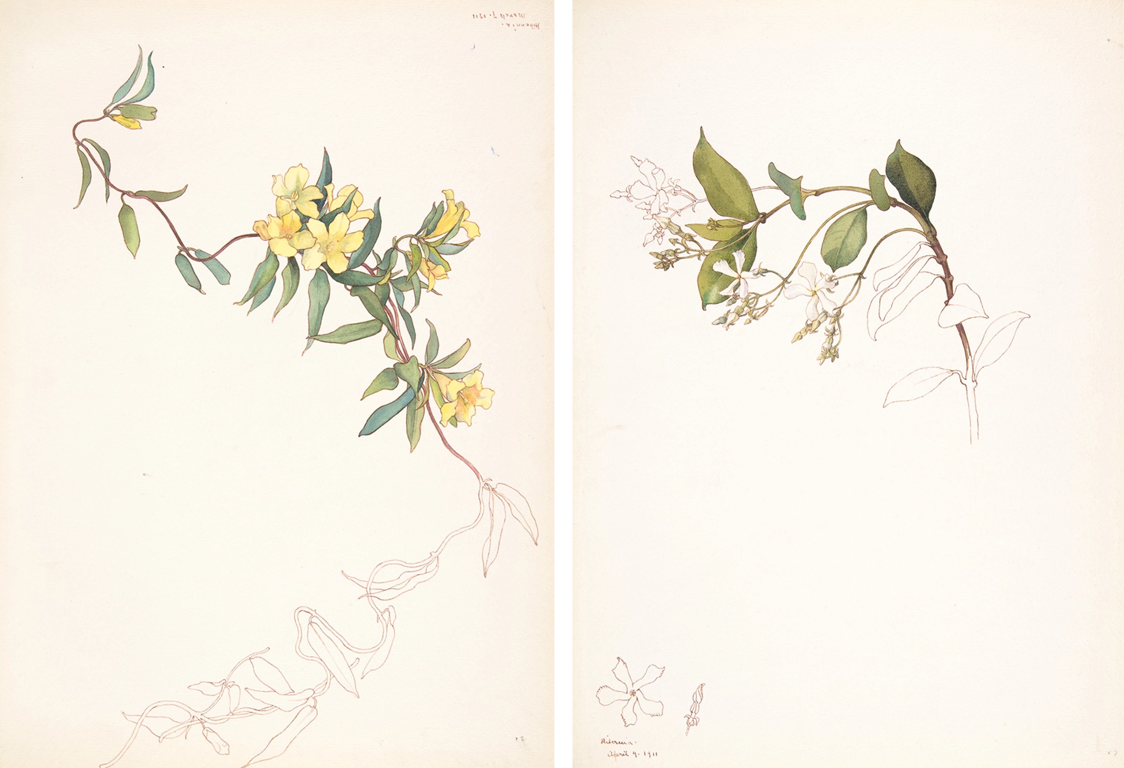 Two botanical illustrations of branches with yellow and white flowers, respectively, both with detailed green leaves.