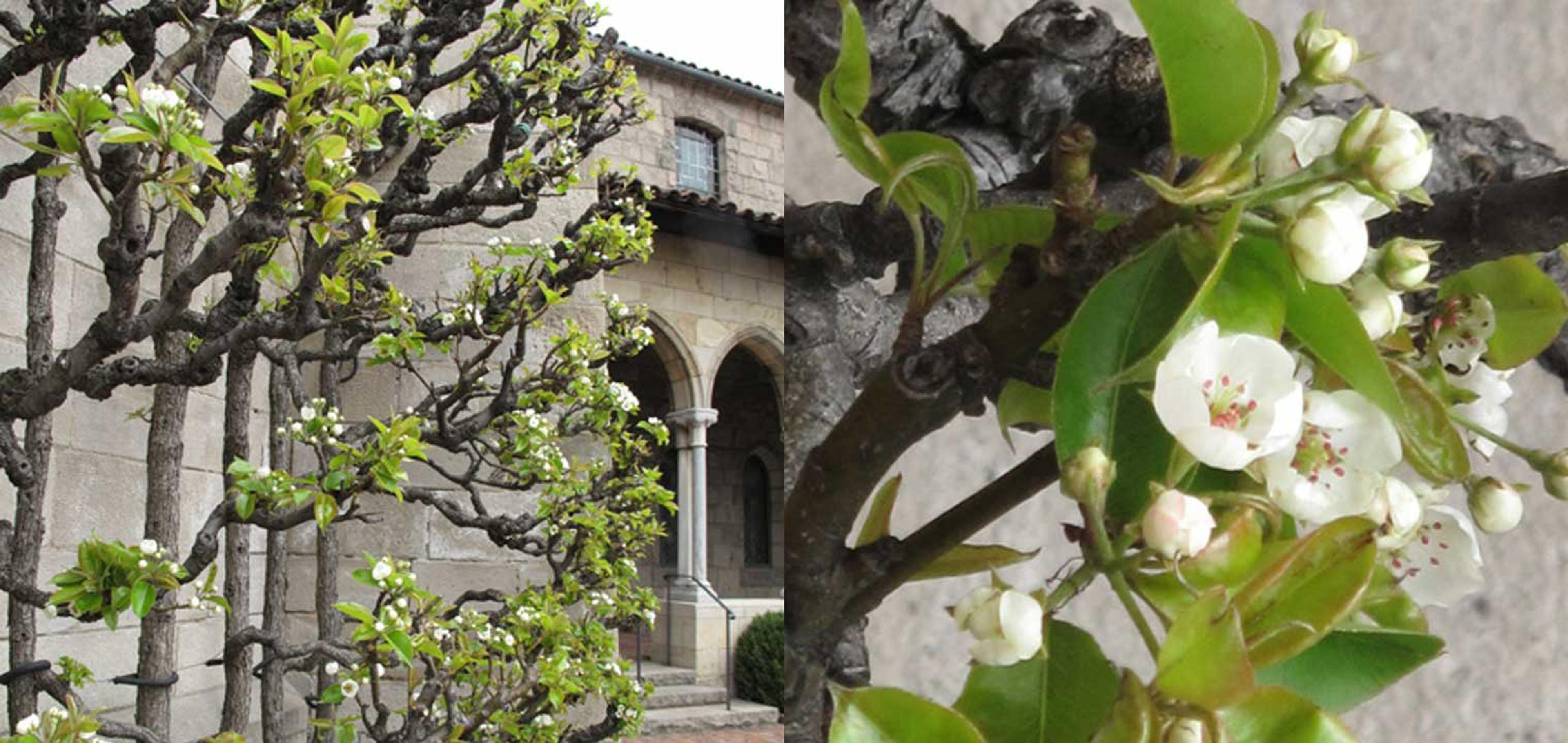 Pear tree at The Met Cloisters garden