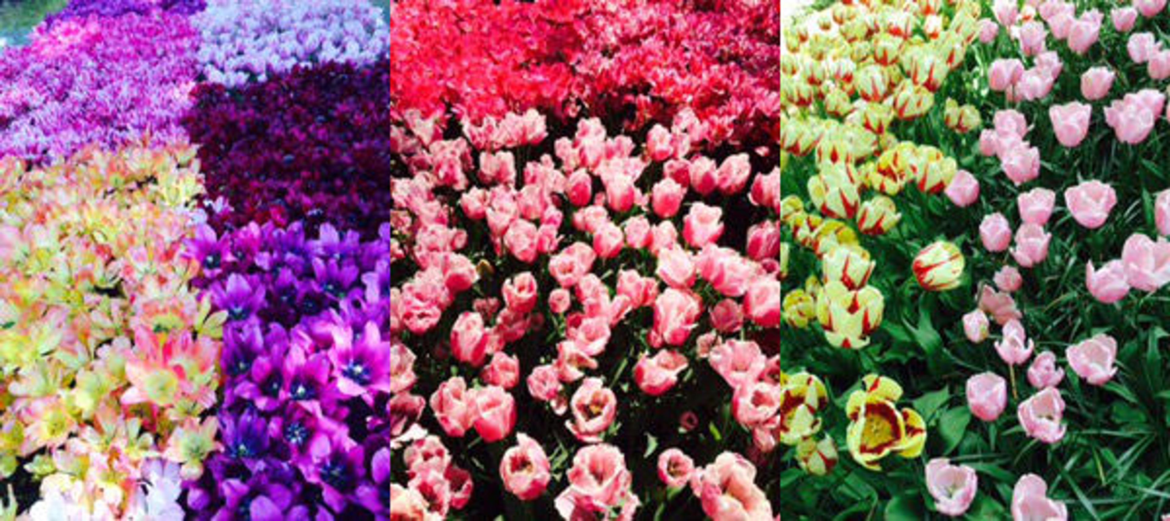 Tulips at the Keukenhof Gardens in Lisse, The Netherlands