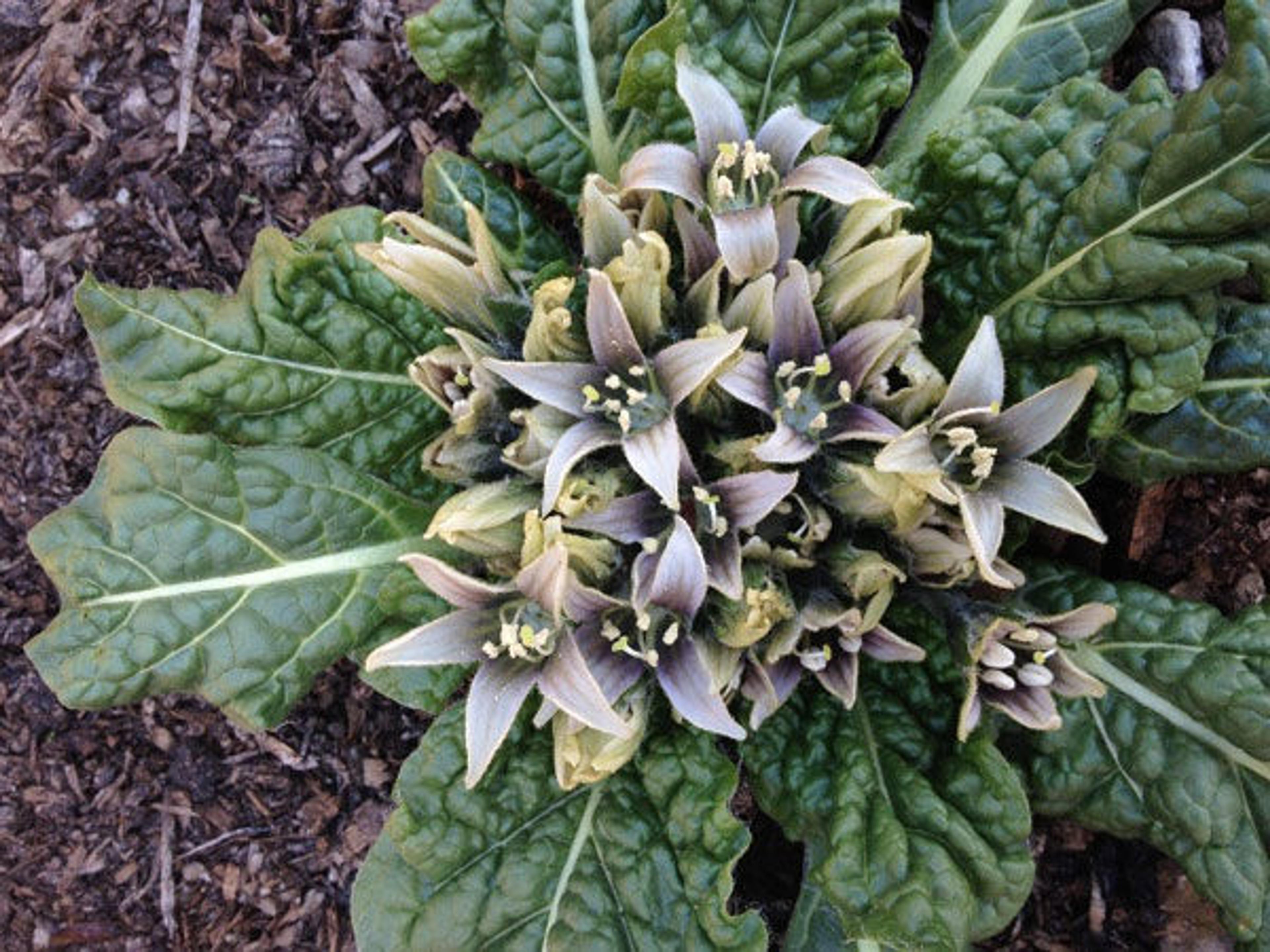 The mandrake rosette during its March bloom. Photo by Caleb Leech