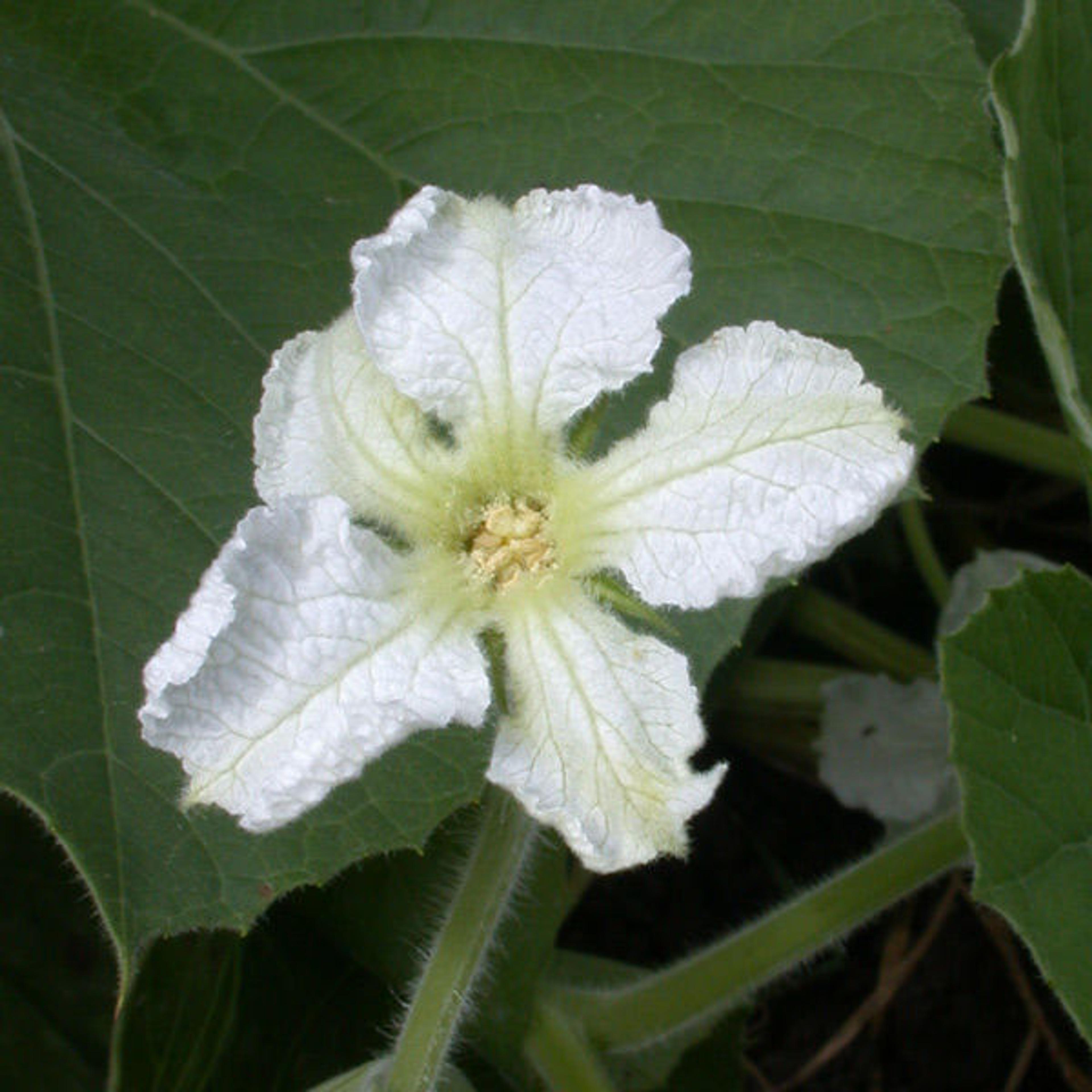 Close-up of flower