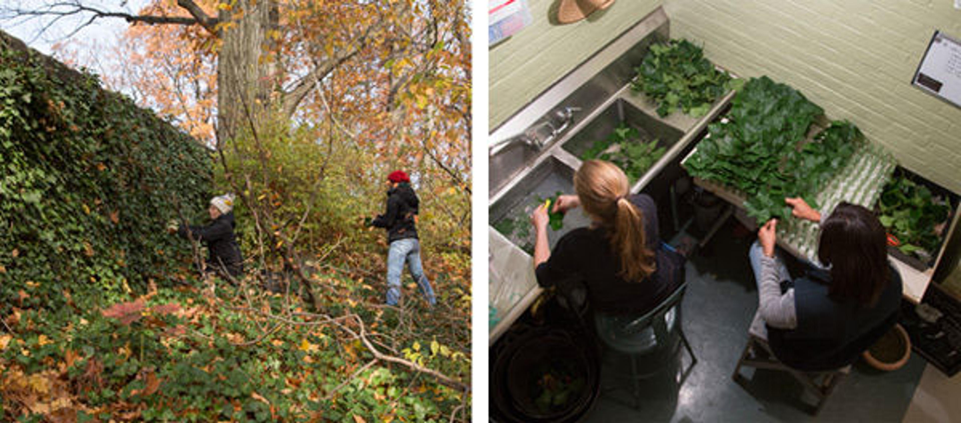 Gathering ivy and washing it