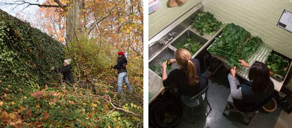 Gathering ivy and washing it
