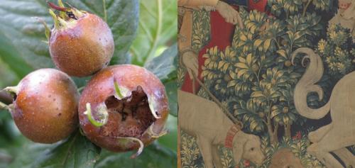 Image for *The Medieval Garden Enclosed*—Rotten-ripe: The Medlar Goes Soft