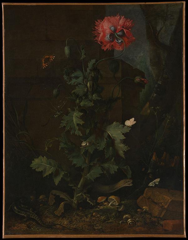 Cover Image for 5256. Otto Marseus van Schrieck, Still Life with Poppy, Insects, and Reptiles