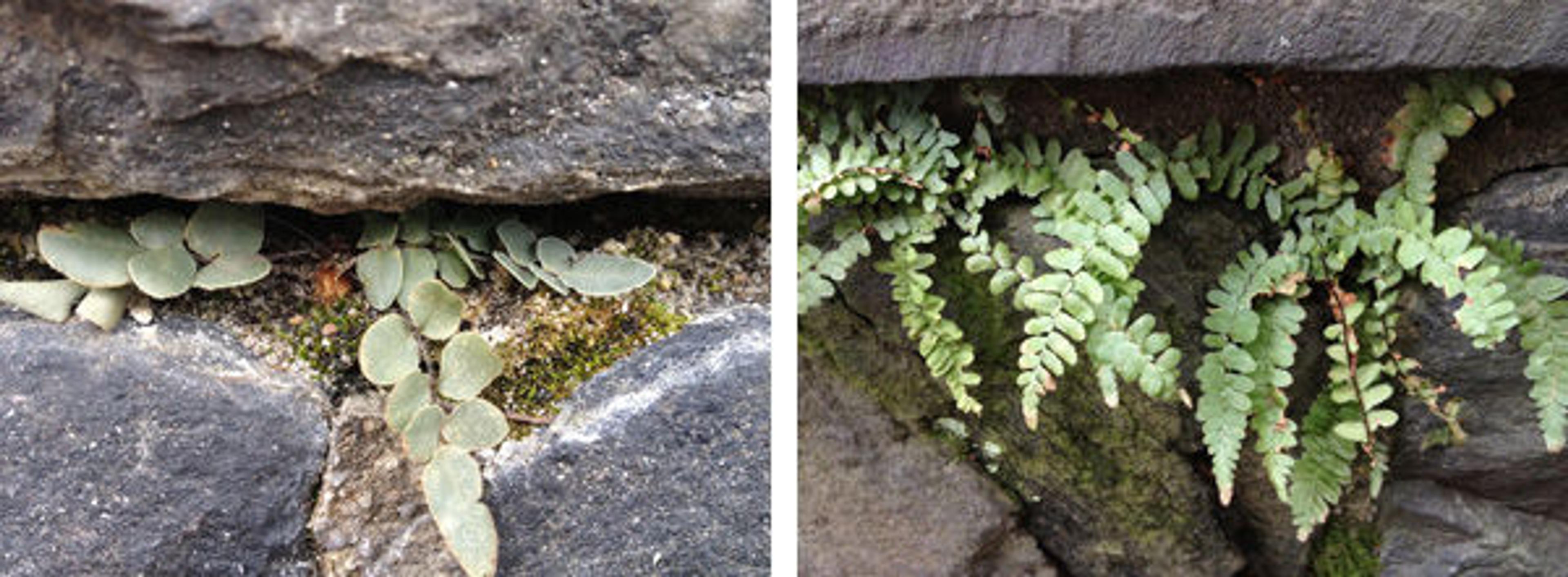 Cliff brake (Pelleae sp.) and ebony spleenwort (Asplenium platyneuron) growing in The Cloisters' walls along the upper drive.