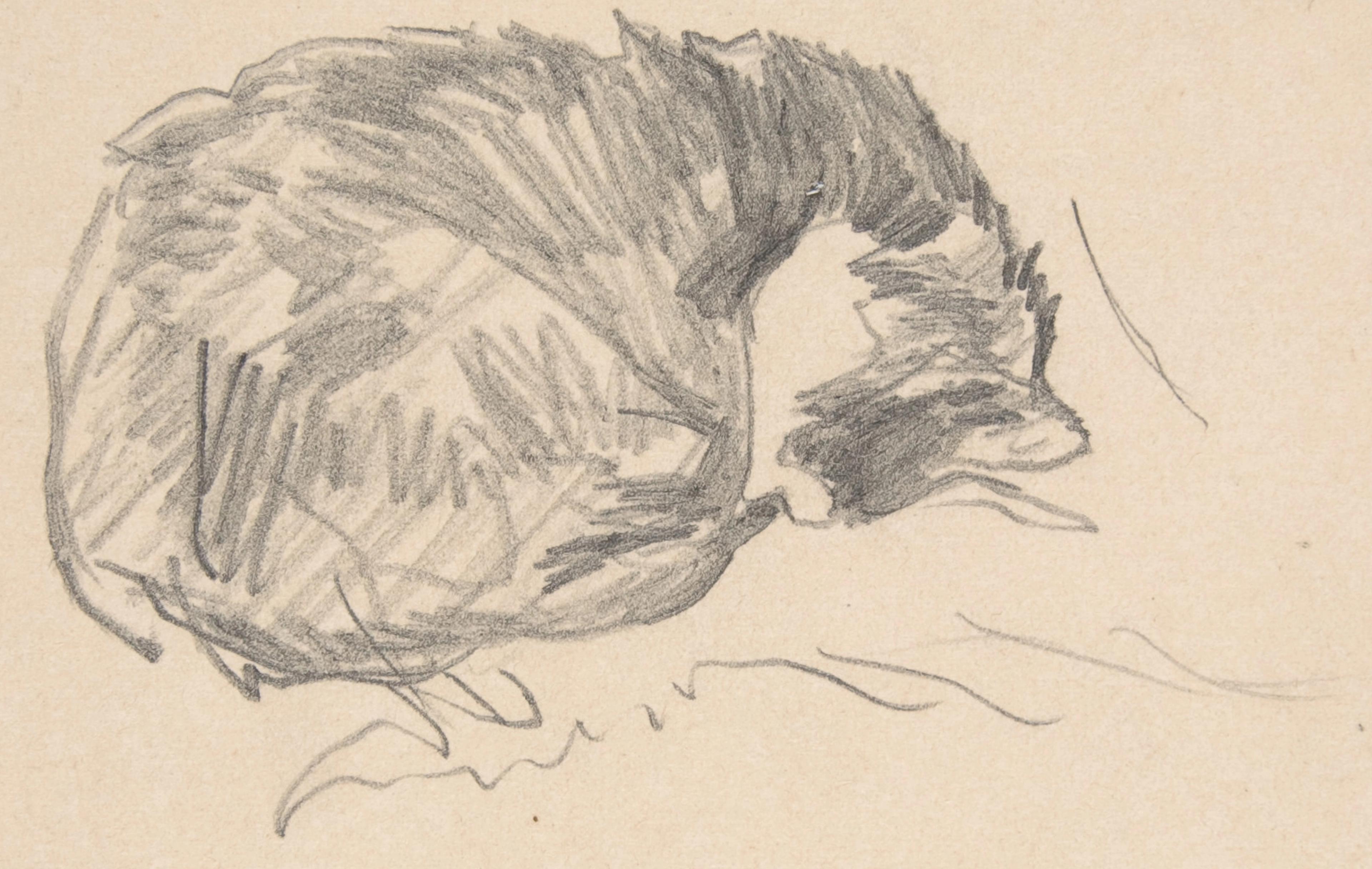 A pencil sketch of a sleeping cat on paper.