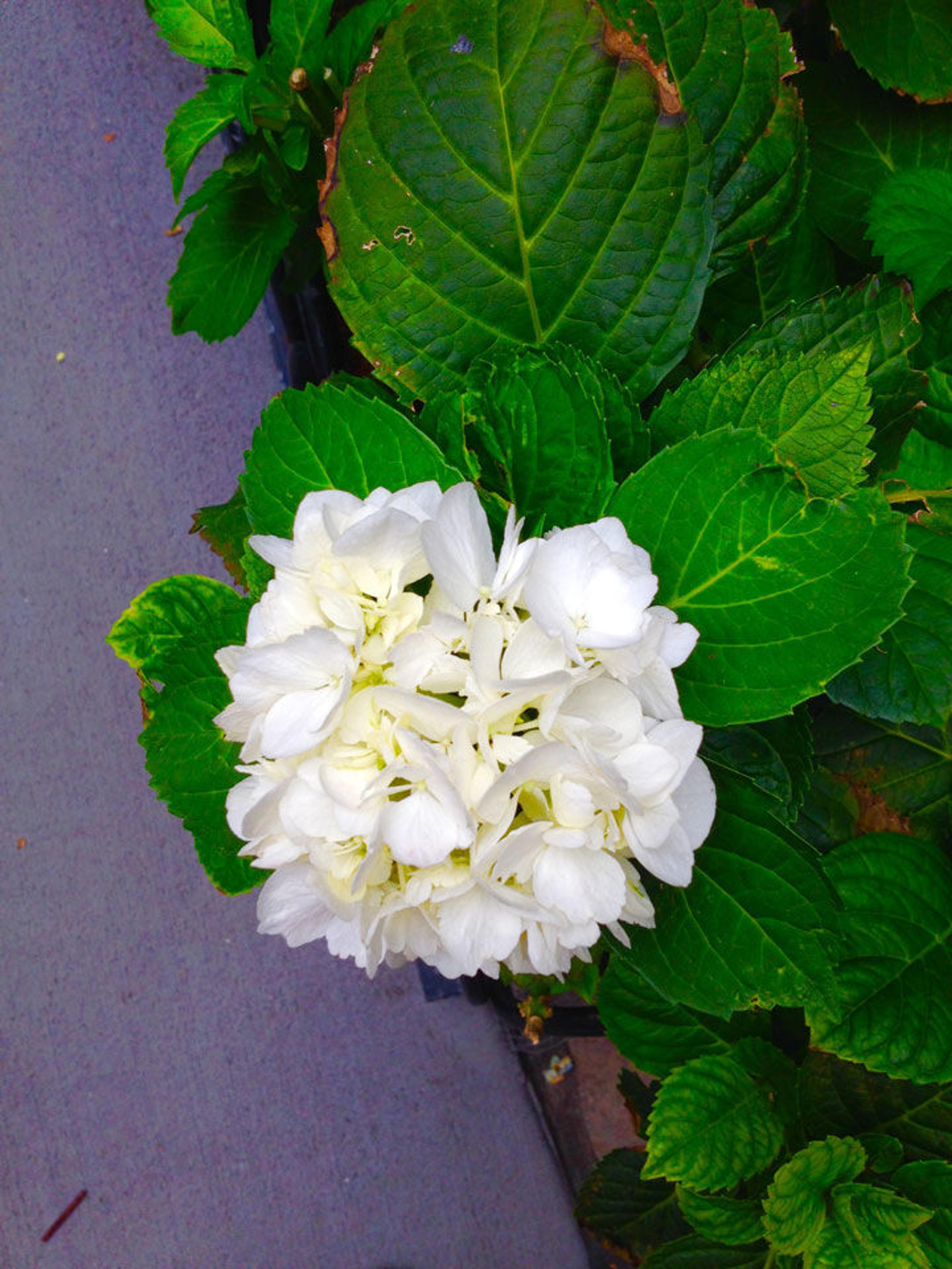 A white flower with green leaves