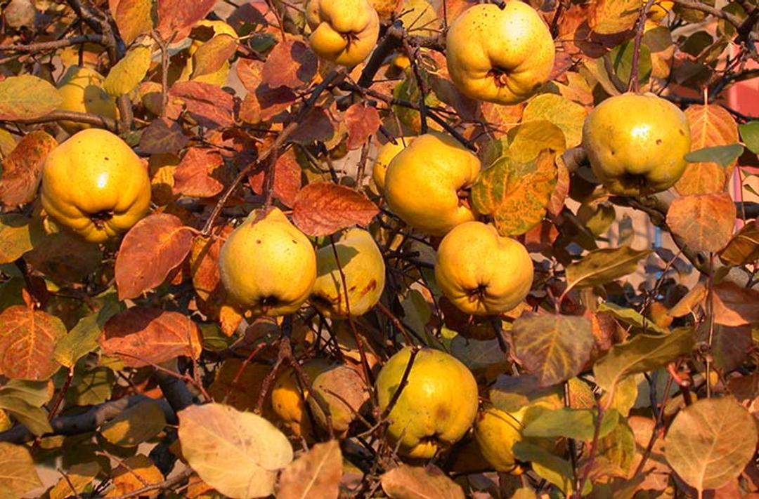 The Medieval Garden Enclosed—The Golden Quince - The Metropolitan ...