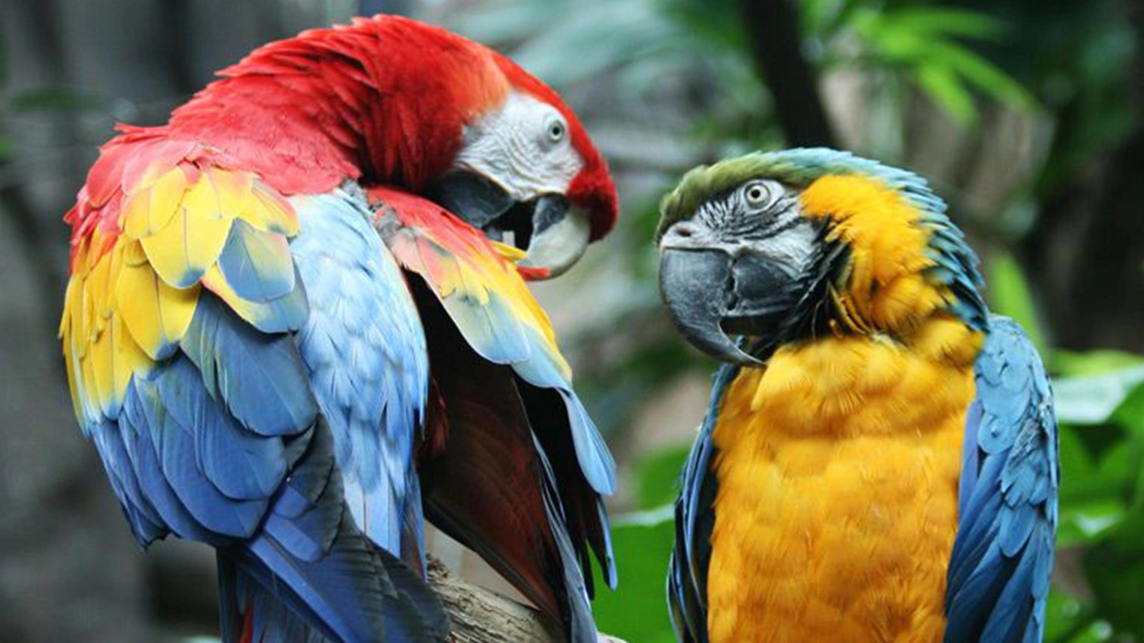 Scarlet macaw (left) and blue-and-yellow macaw (right) sit on a tree branch in a rainforest