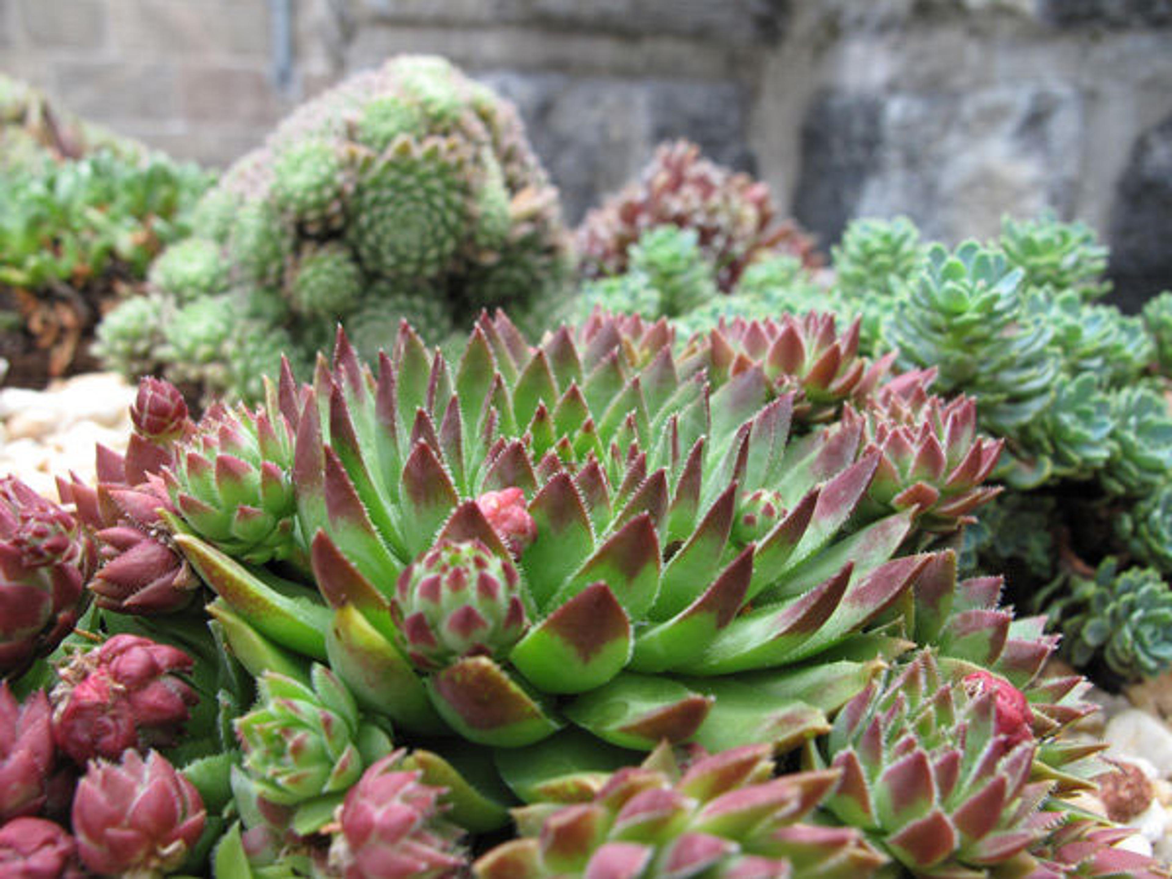 Jovibarba with Sempervivum