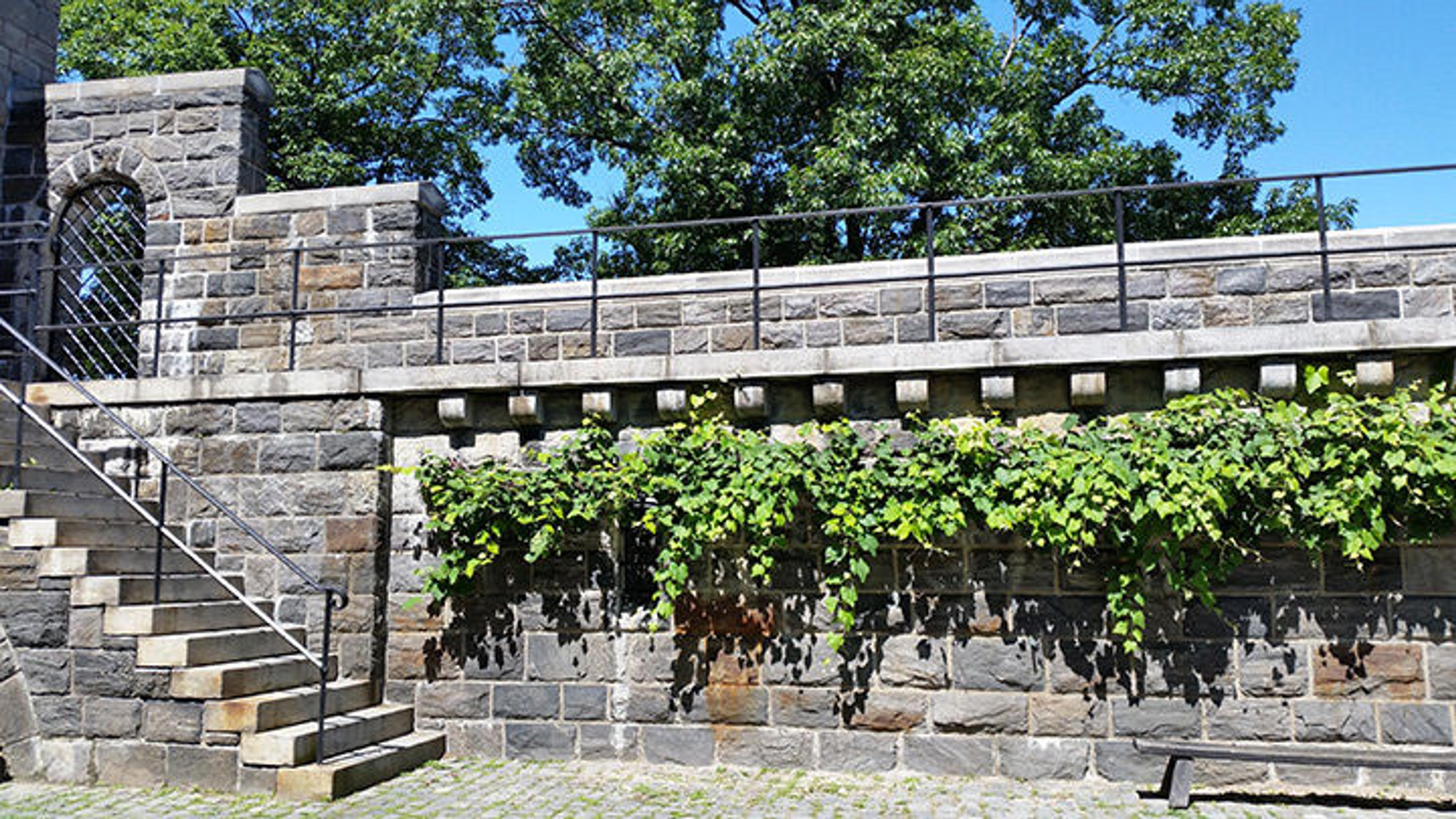 The ramparts of The Met Cloisters, with grapevines
