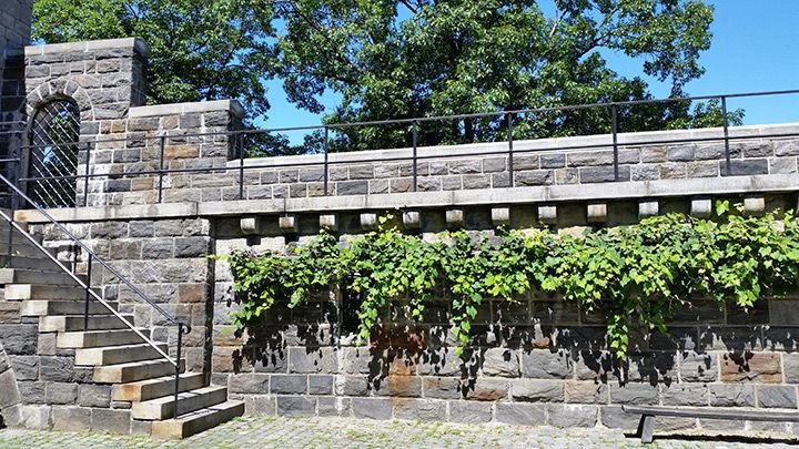 The ramparts of The Met Cloisters, with grapevines