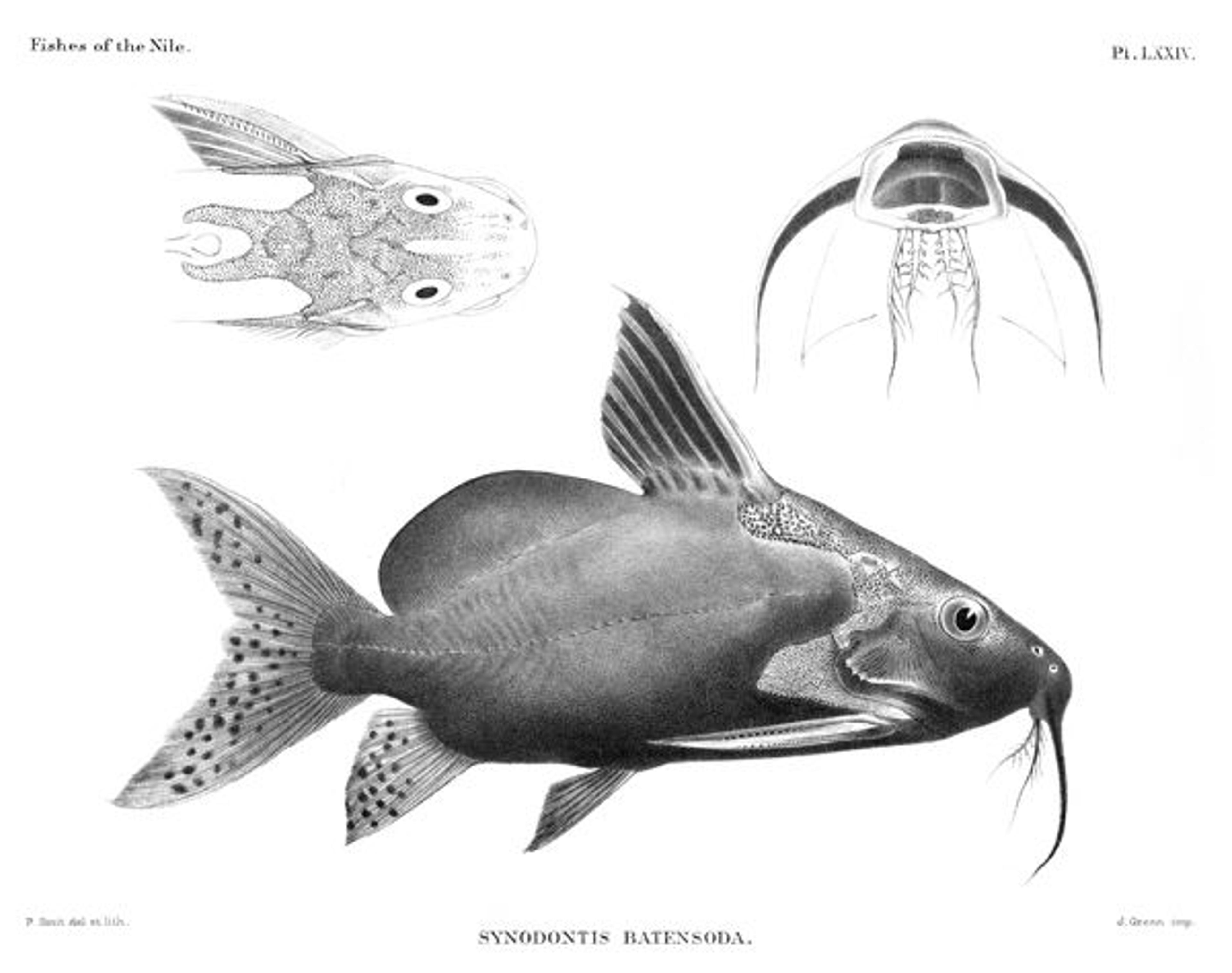 Synodontis batensoda (the "upside-down catfish")
