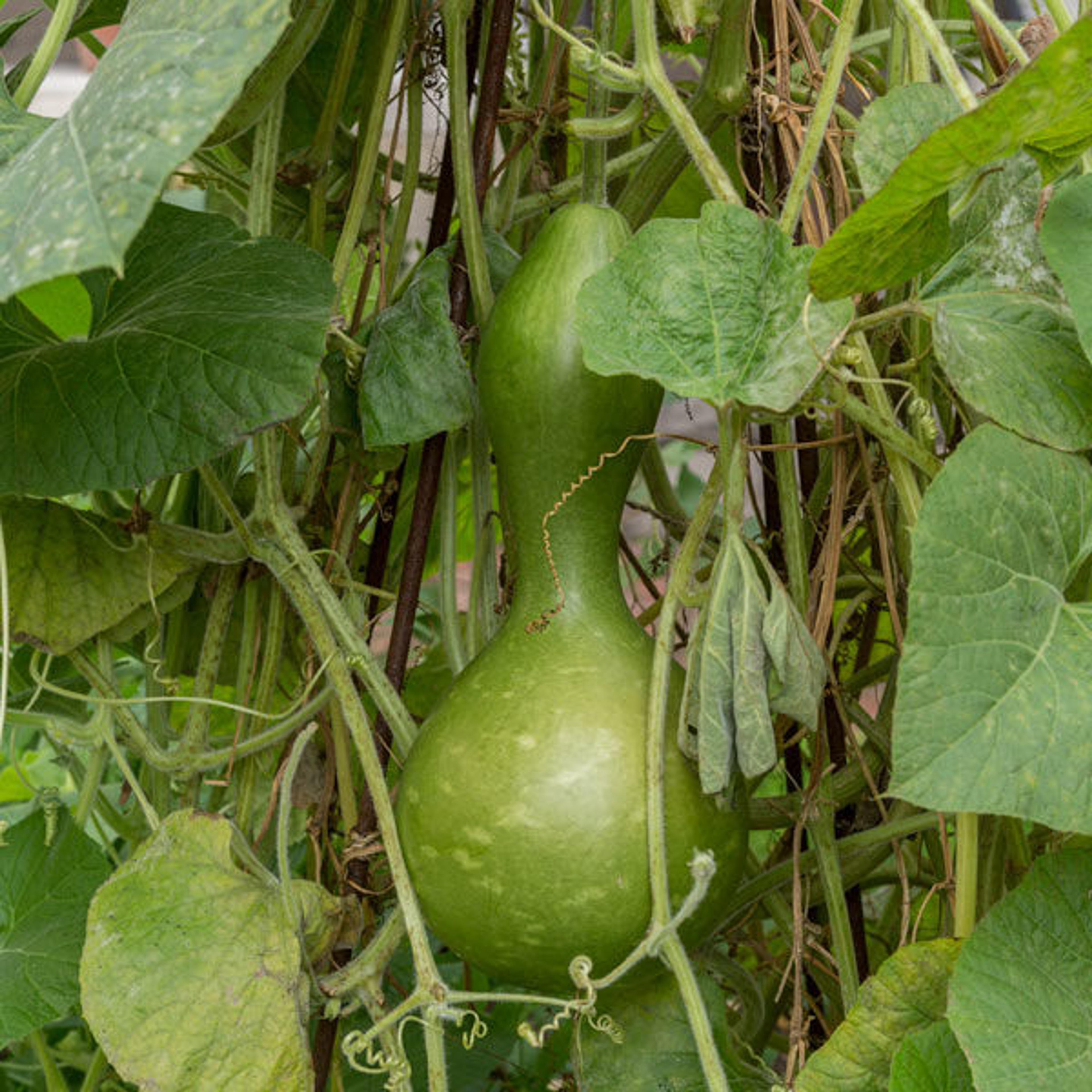 Gourd