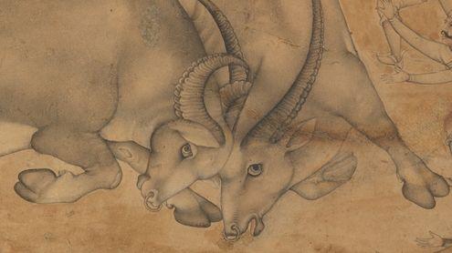Two buffalo lock horns in battle