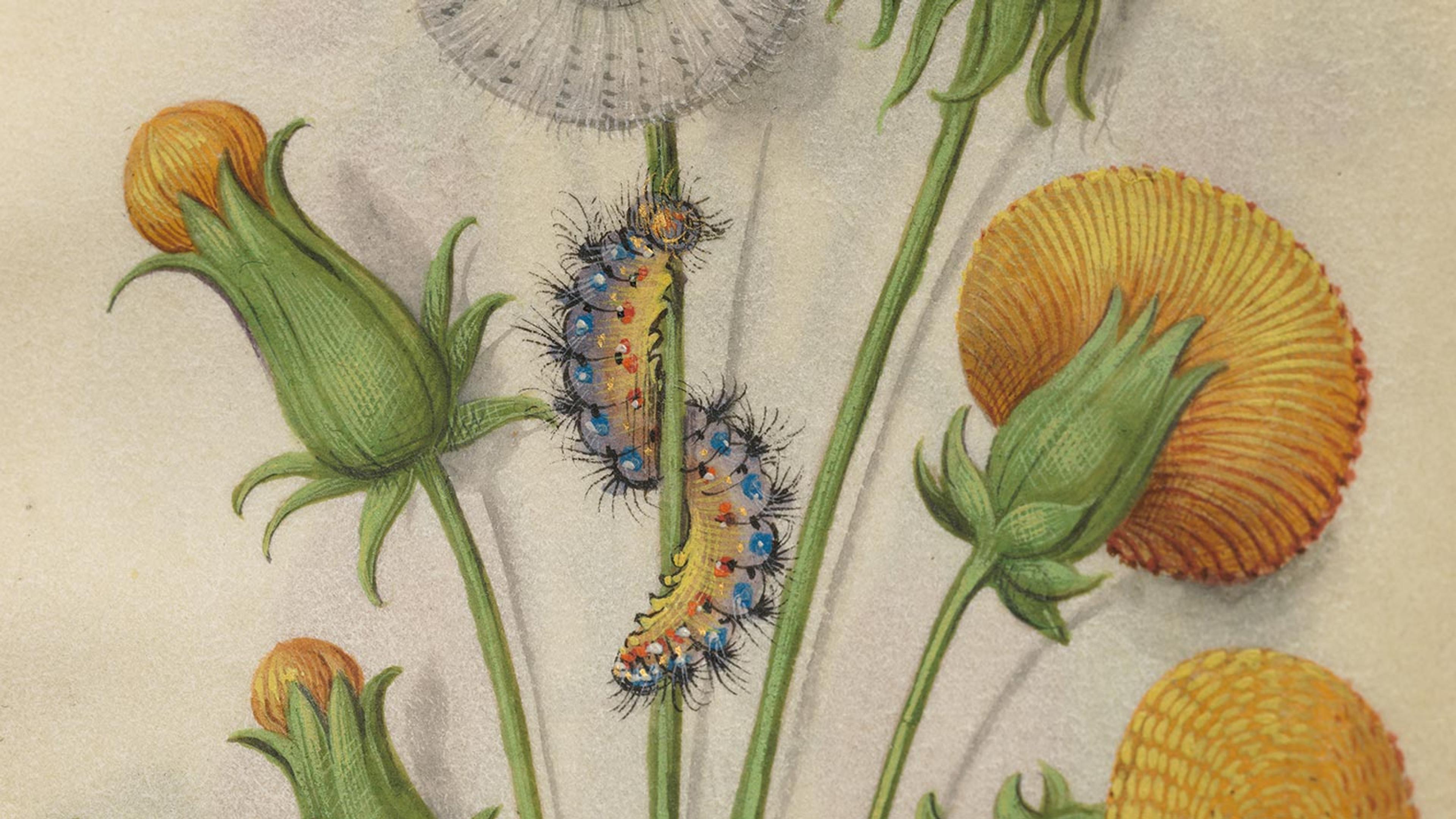 An open book with an ornate painting of a catepillar crawling on a flower