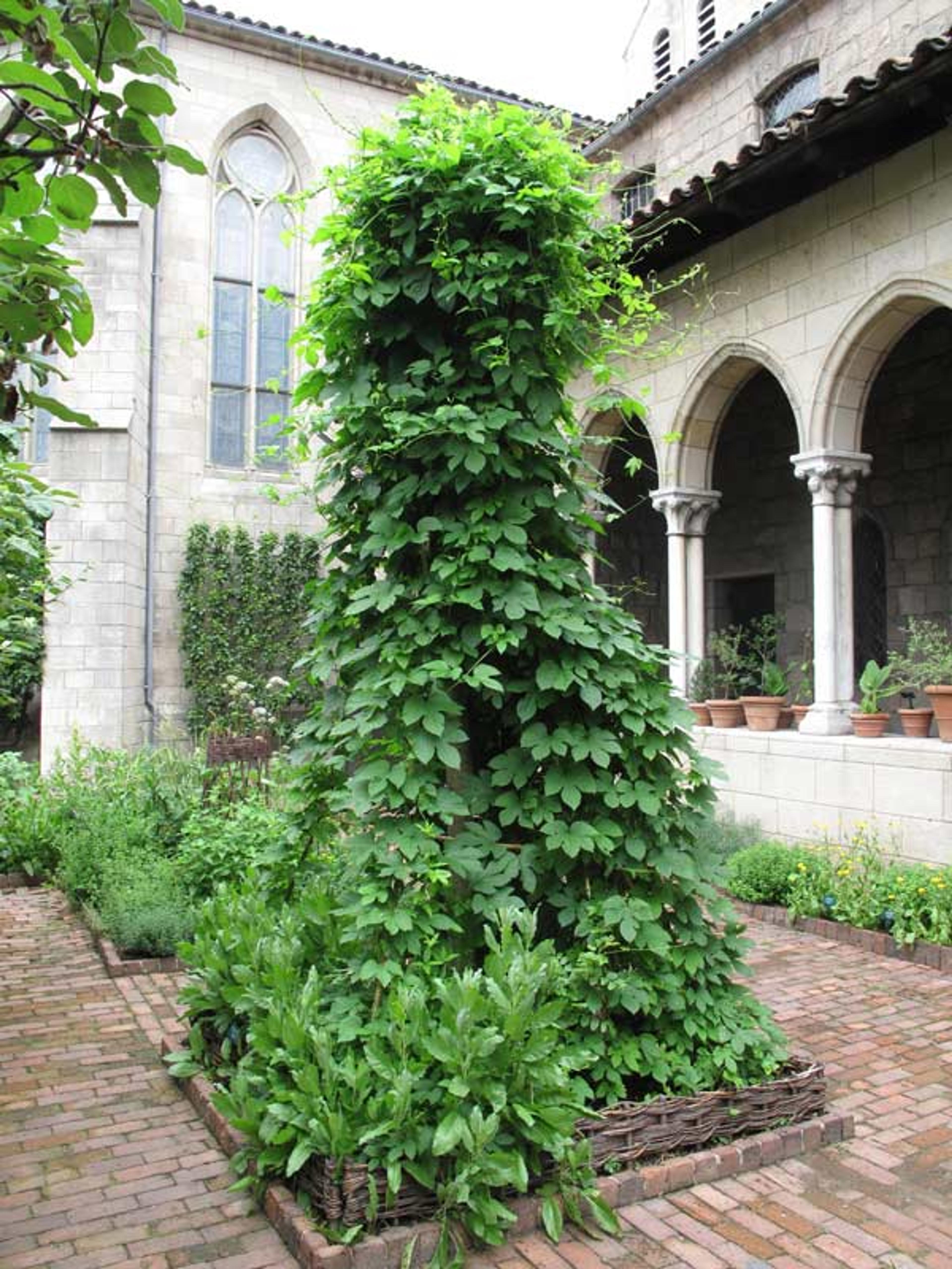 The hops cloak their new trellis in the Bonnefont Herb Garden's medieval beer-brewing garden bed. Photograph by the author