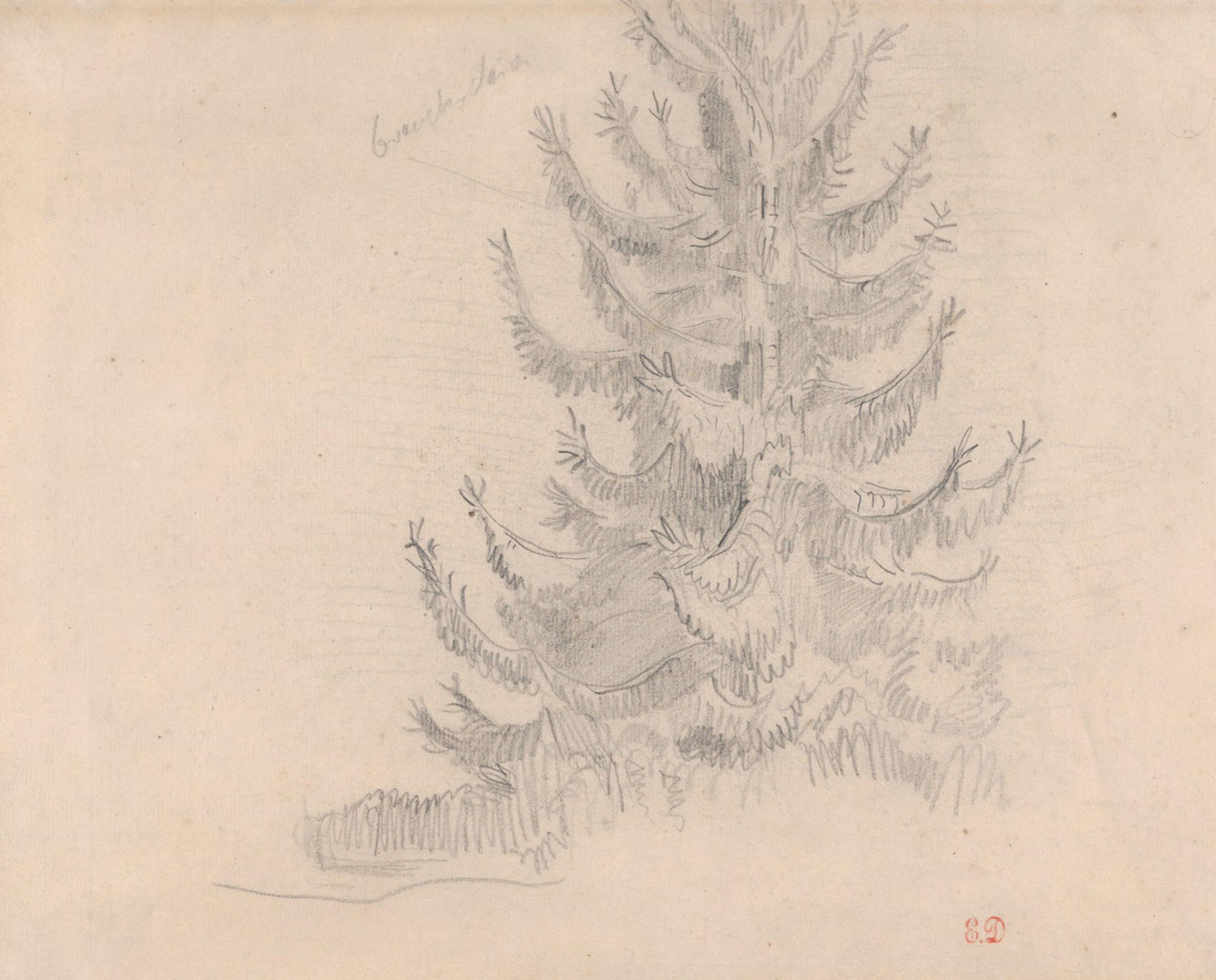 Delacroix drawing of a fir tree