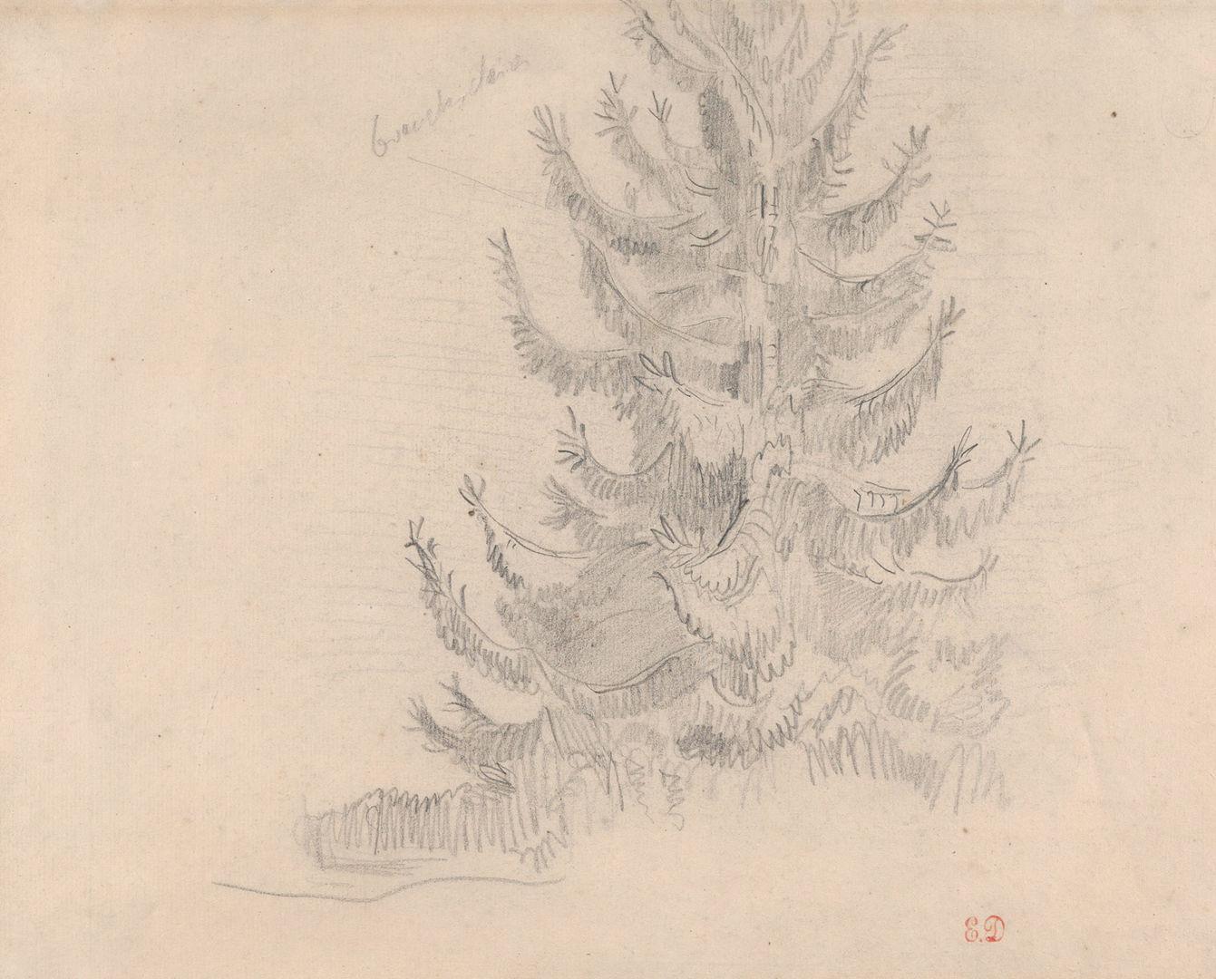 Delacroix drawing of a fir tree