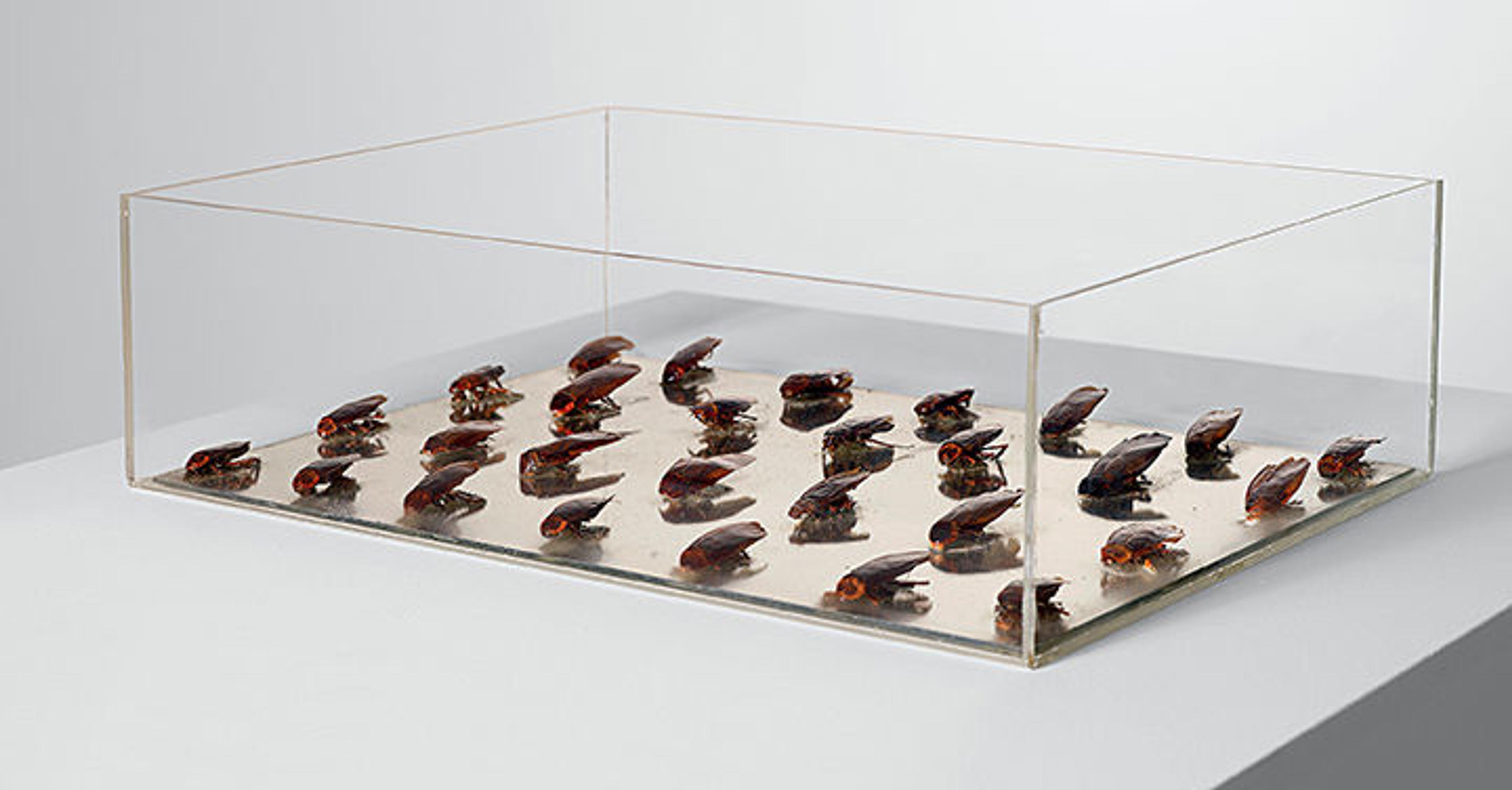 Plexiglas box with large cockroaches neatly aligned in a grid.