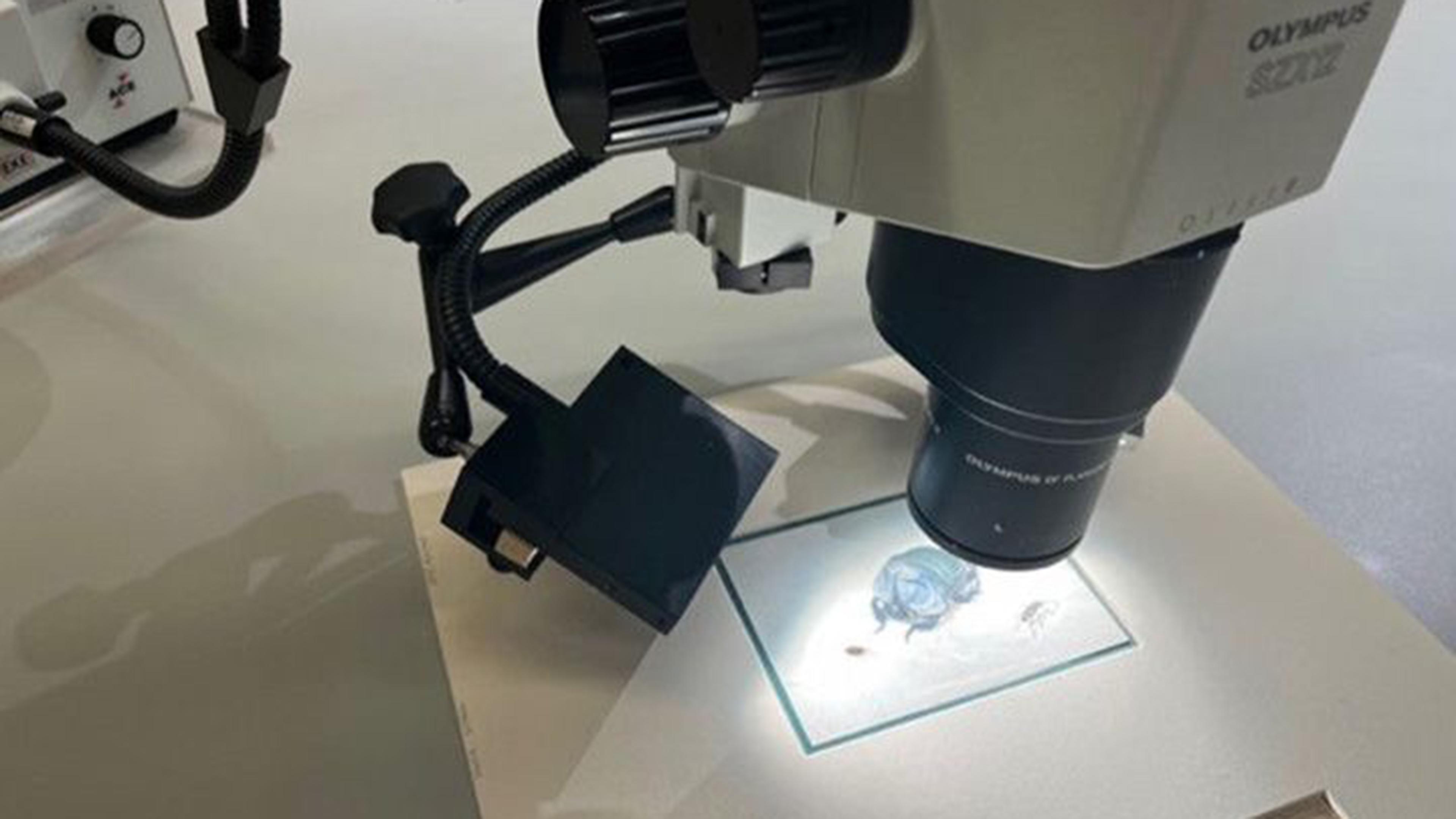 Microscope on a small work of art on paper