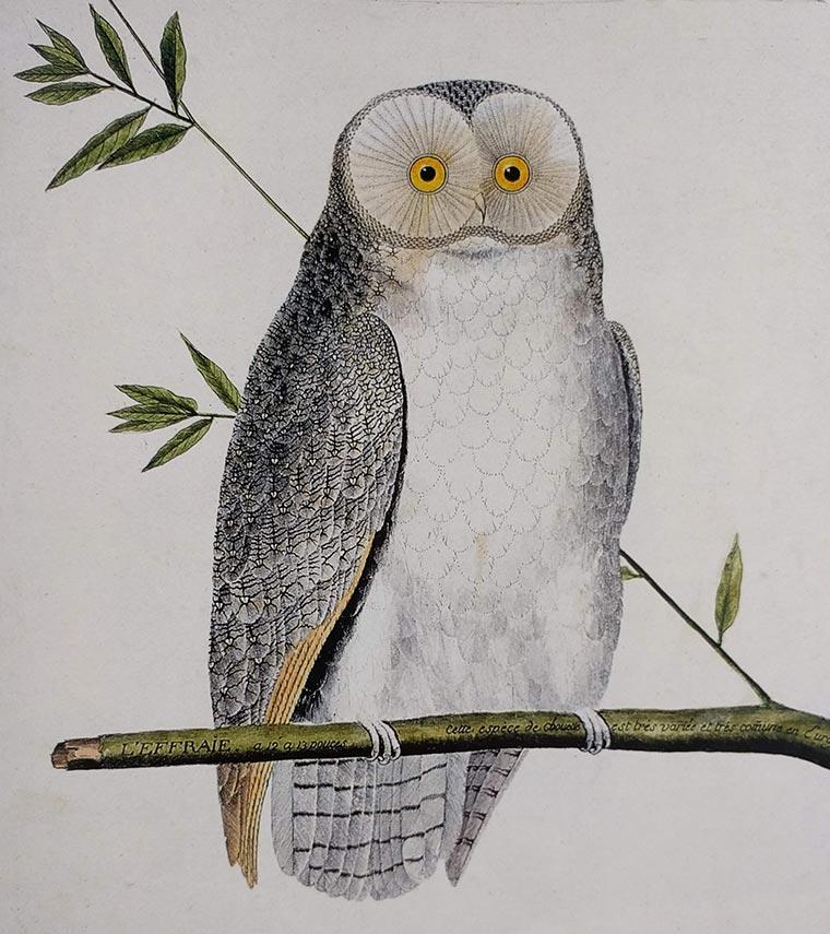 Bird 4