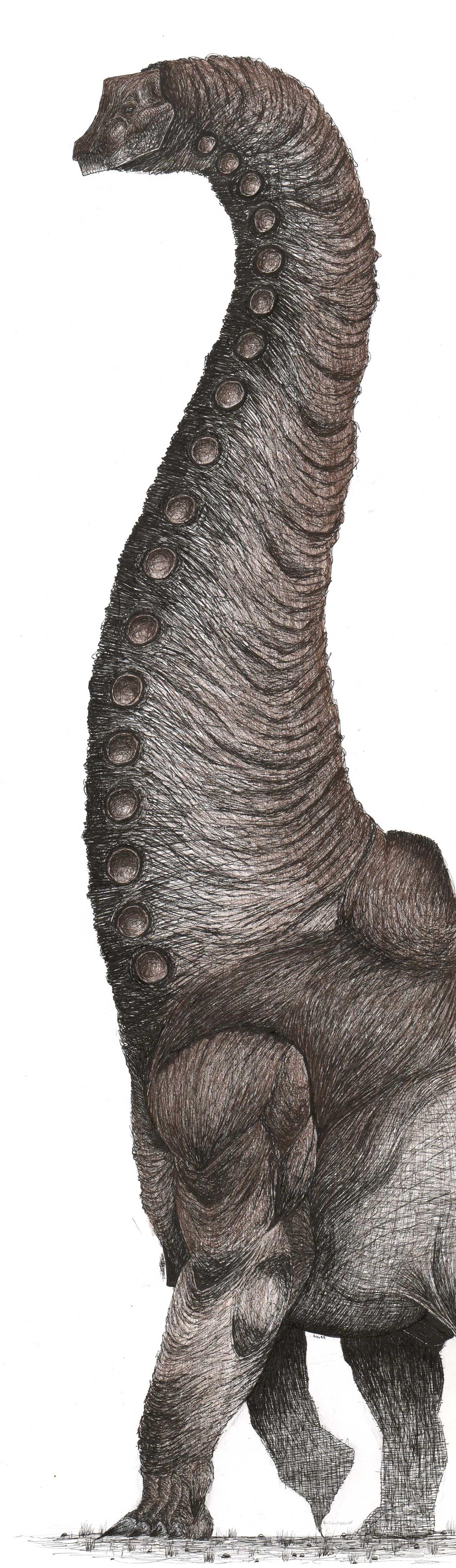 Pencil drawing of a long-necked dinosaur.