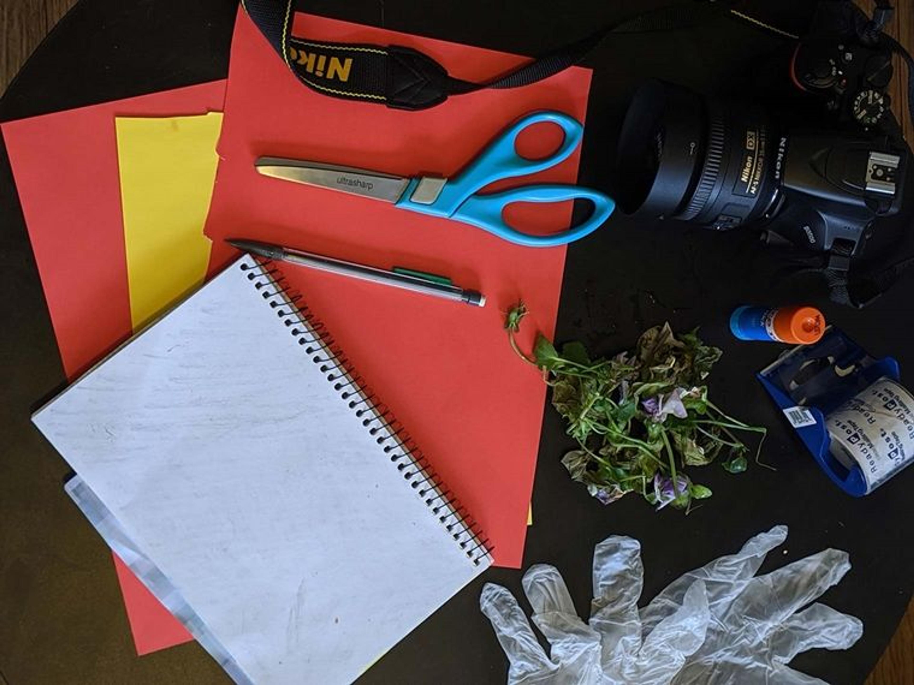 Various plant-gathering tools and art supplies scattered across a table.