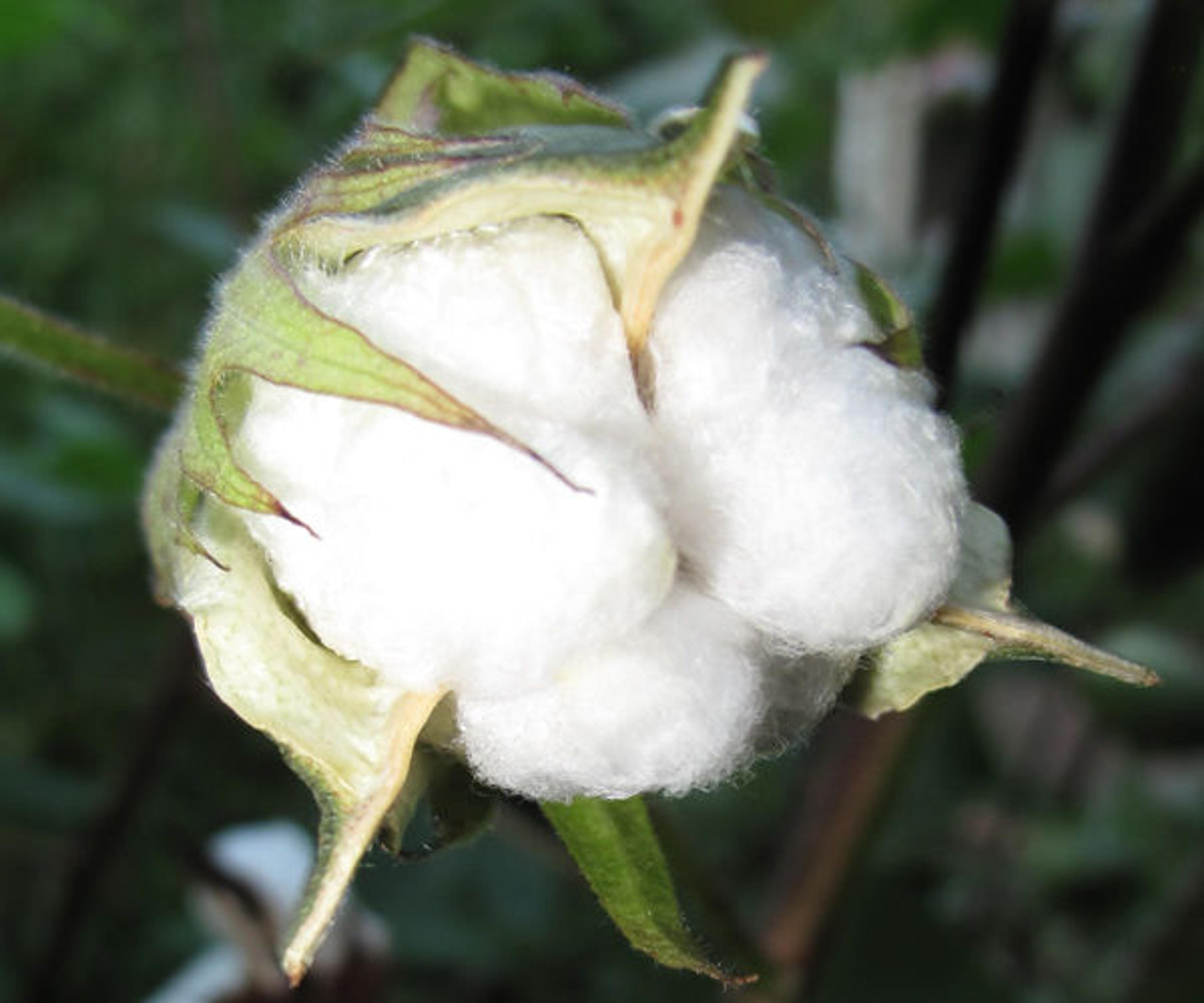 A cotton boll