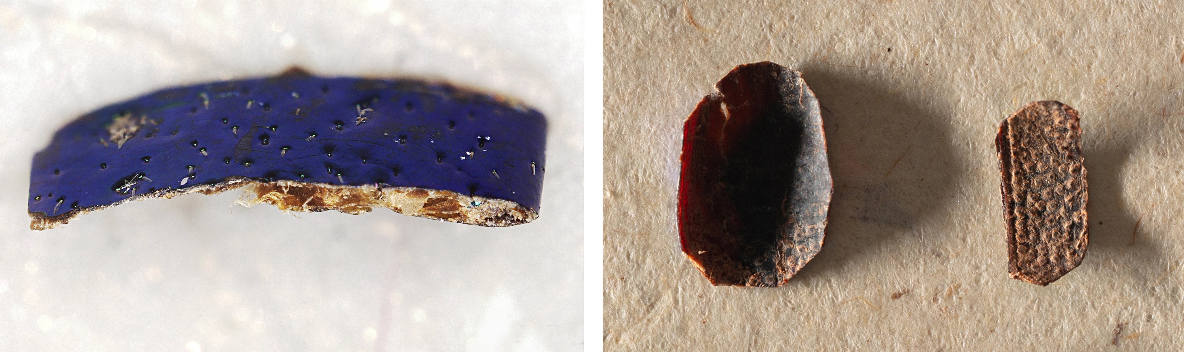 At left, elytra cross-section showing varying thickness. At right, two thinned and curled elytra