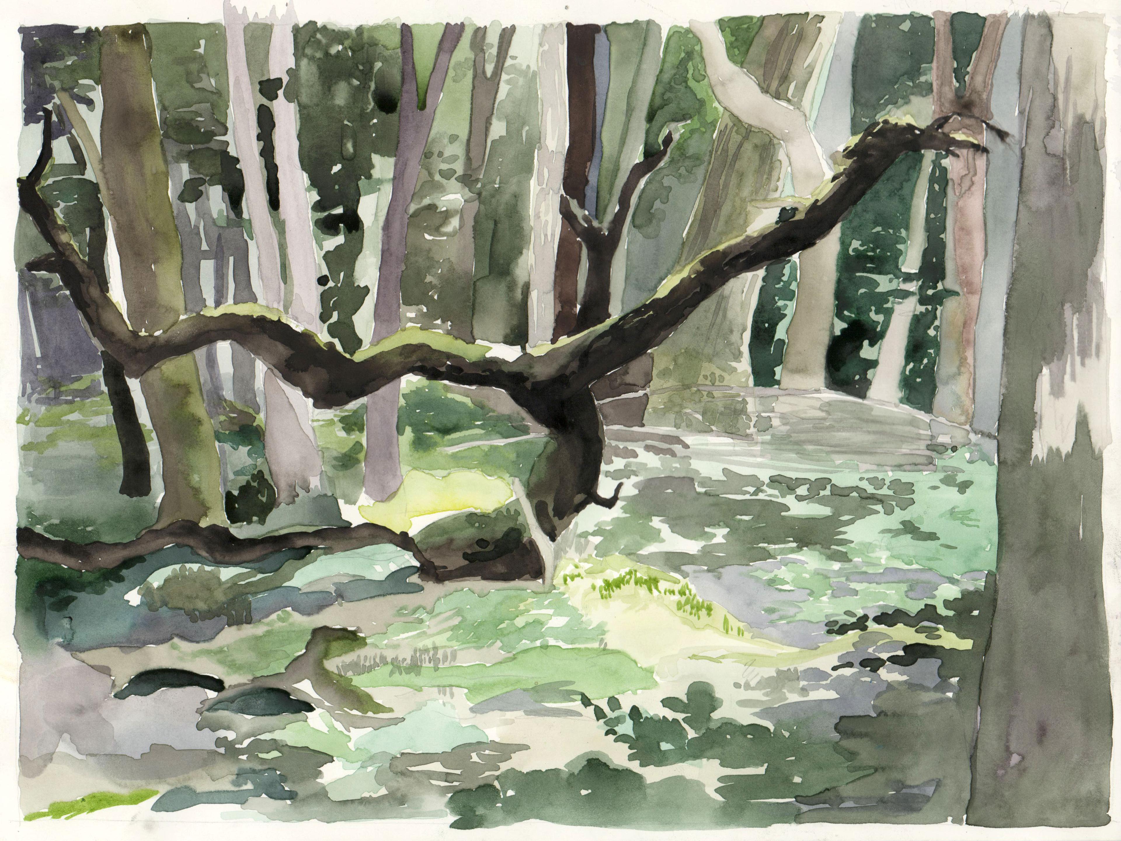Watercolor painting of a pair of widely separated brown tree branches rising to the left and right from a trunk in the center of a forest clearing. The tree is surrounded by a canopy of white tree trunks with green foliage in the background.