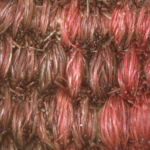 Detail of red thread from Abraham Entertaining the Angels from Scenes from the Lives of Abraham and Isaac, magnified fifty times. Photo by Cristina Balloffet Carr © Metropolitan Museum of Art