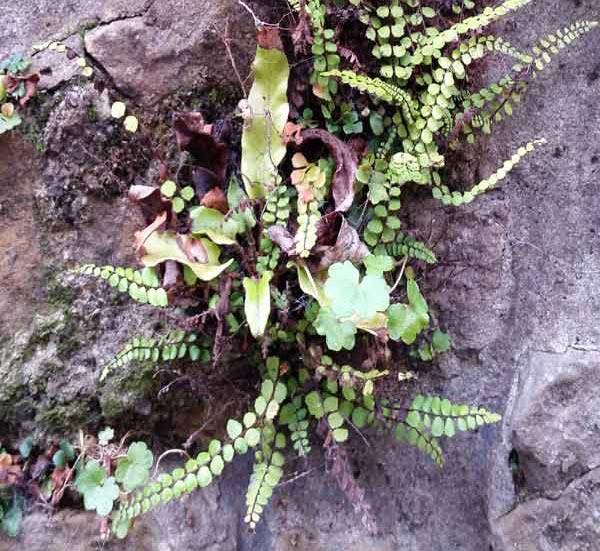 Hart's tongue fern (Asplenium scolopendrium) growing with the common spleenwort (Asplenium trichomanes) in a wall along the Water of Leith Walkway in the medieval Dean Village area of Edinburgh, Scotland.