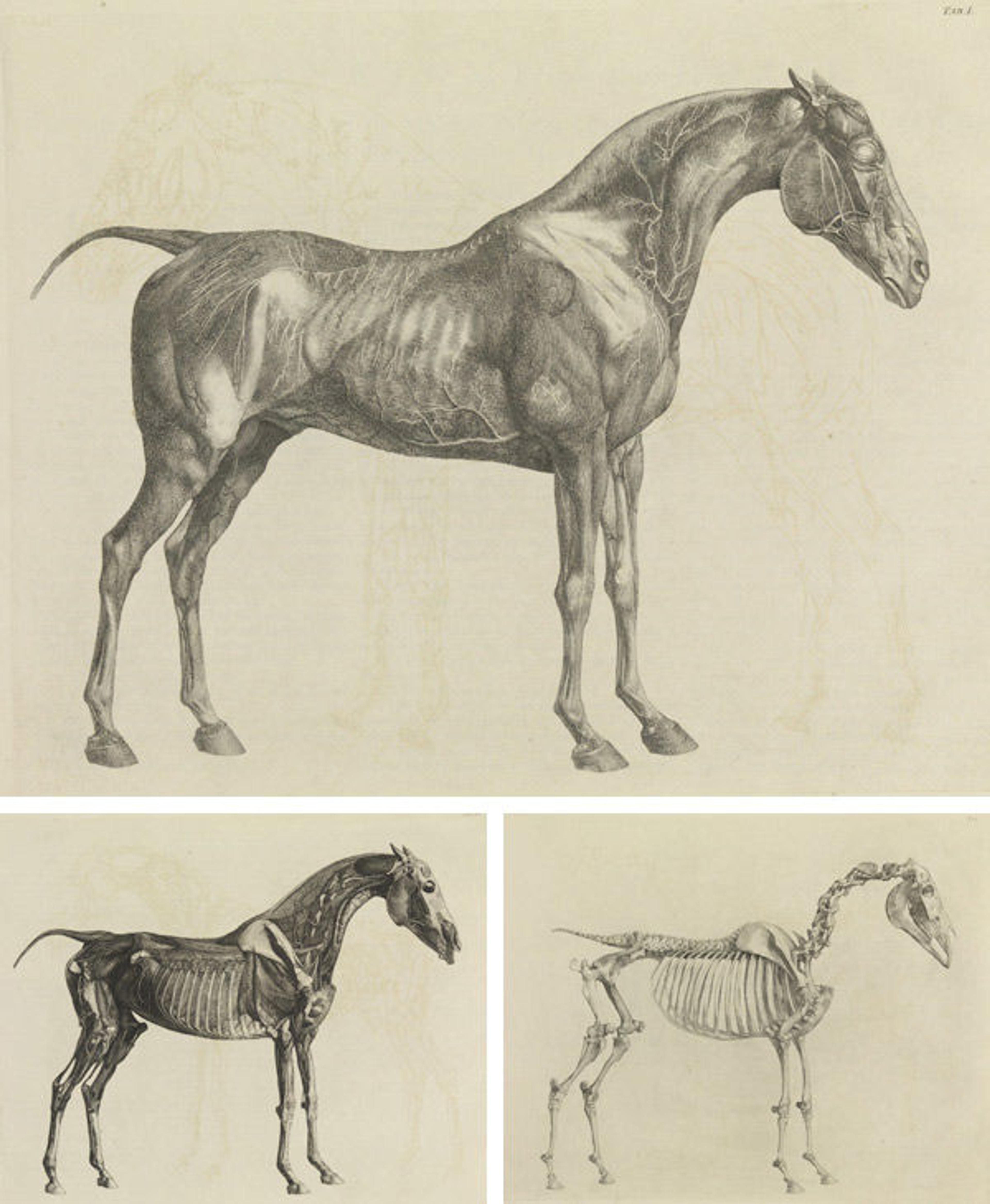 George Stubbs (British, 1724–1806). Three plates from The Anatomy of the Horse, 1766. Plates: etching; 18 1/4 x 23 in. (46.4 x 58.4 cm). The Metropolitan Museum of Art, New York, Gift of Lincoln Kirstein, 1953 (53.599.1bis)