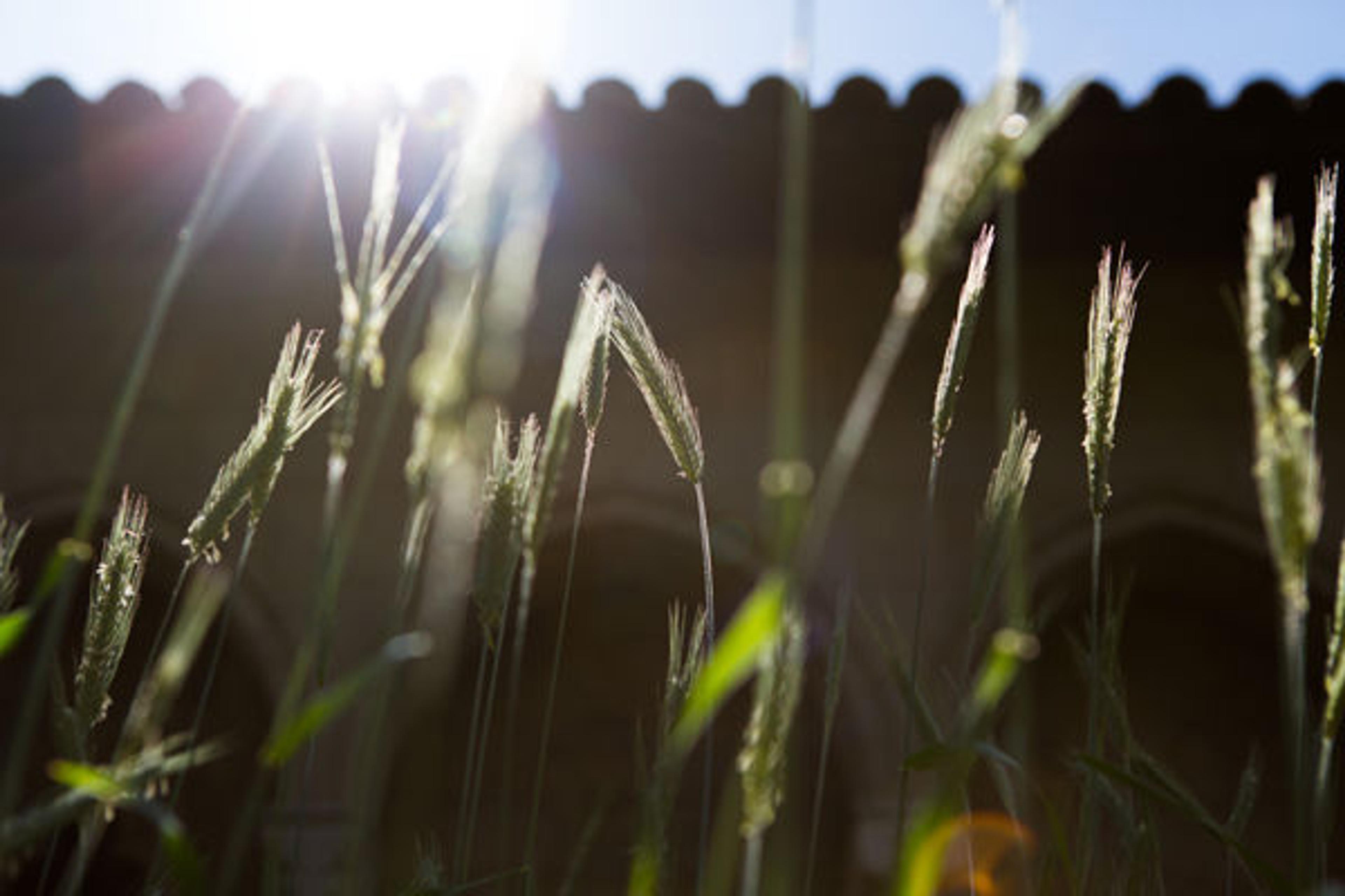 Rye and the rising sun