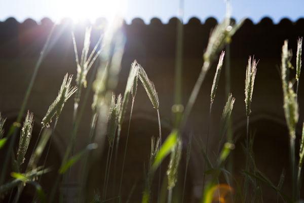 Rye and the rising sun