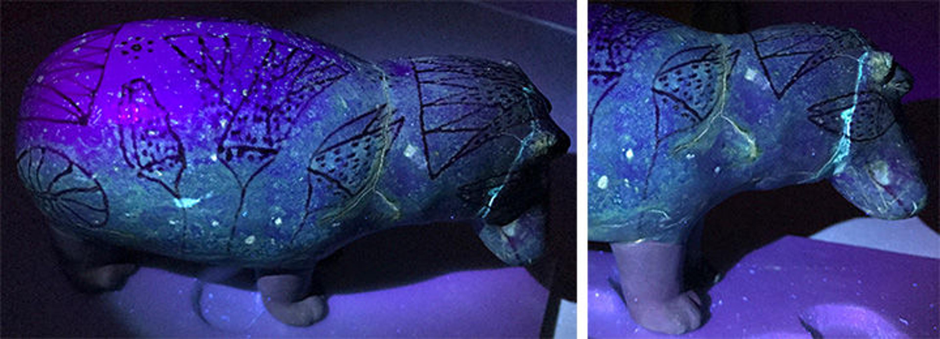 William viewed under a UV lamp with purple light