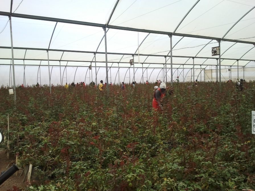 From Flower Farms to New Communities: How Naivasha's Economy Shapes Property Demand