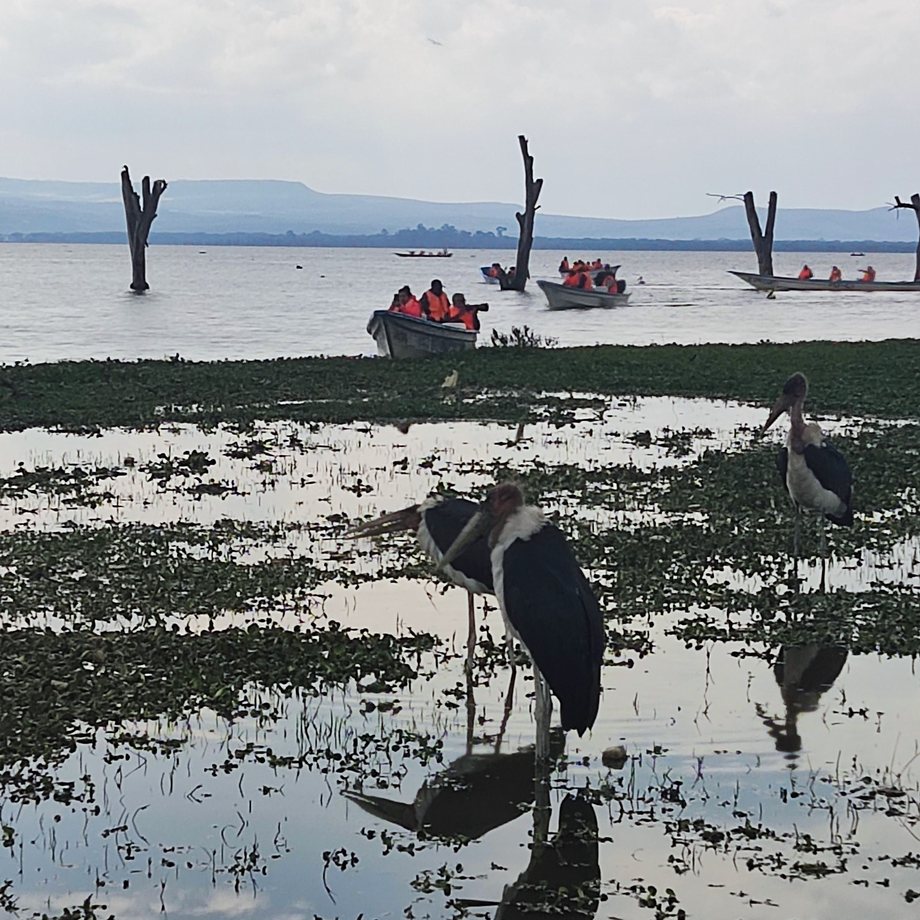 Buying Property in Kenya's Highlands: Title Checks, Land Use, Water and Due Diligence