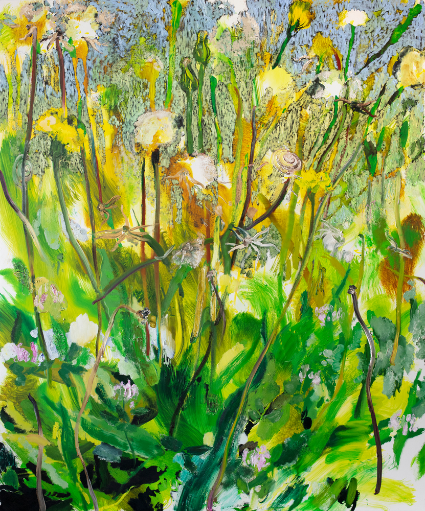 Ragwort