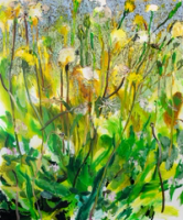 Ragwort