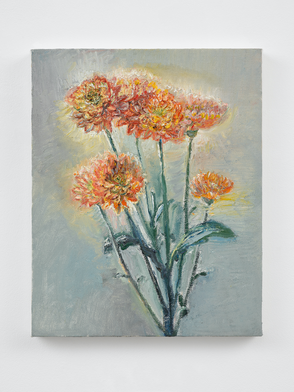 Chrysanthemums in May