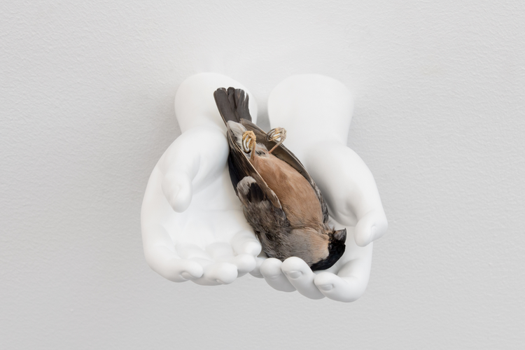 Still Life (Bullfinch)