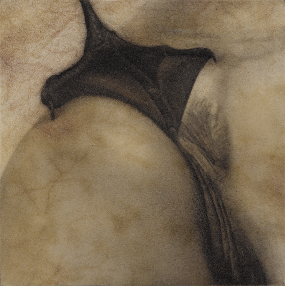 Her Eyes were Full of Feathers